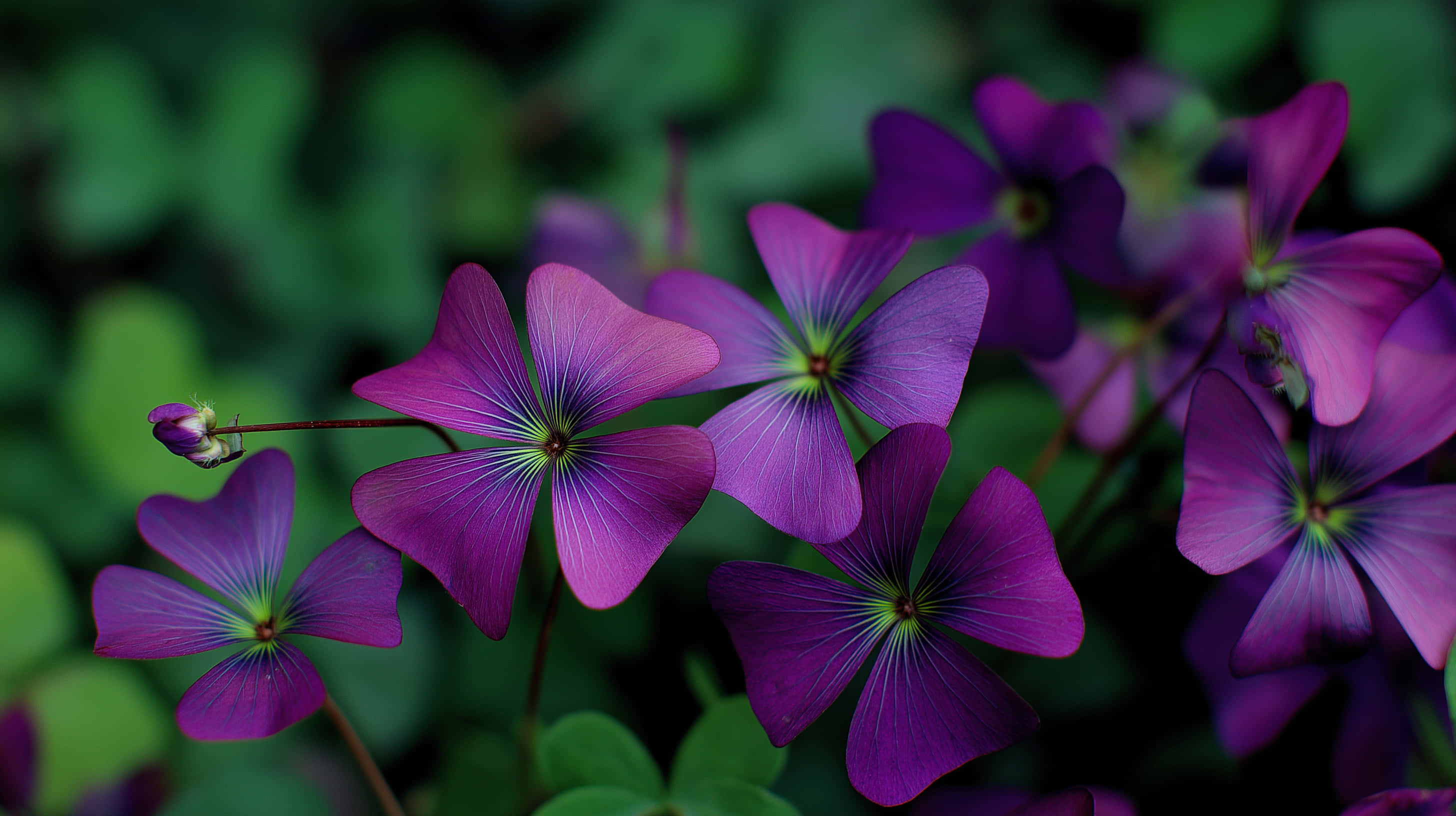 vibrant woodland, clover cluster, purple oxalis flowers, 2K Desktop Wallpaper