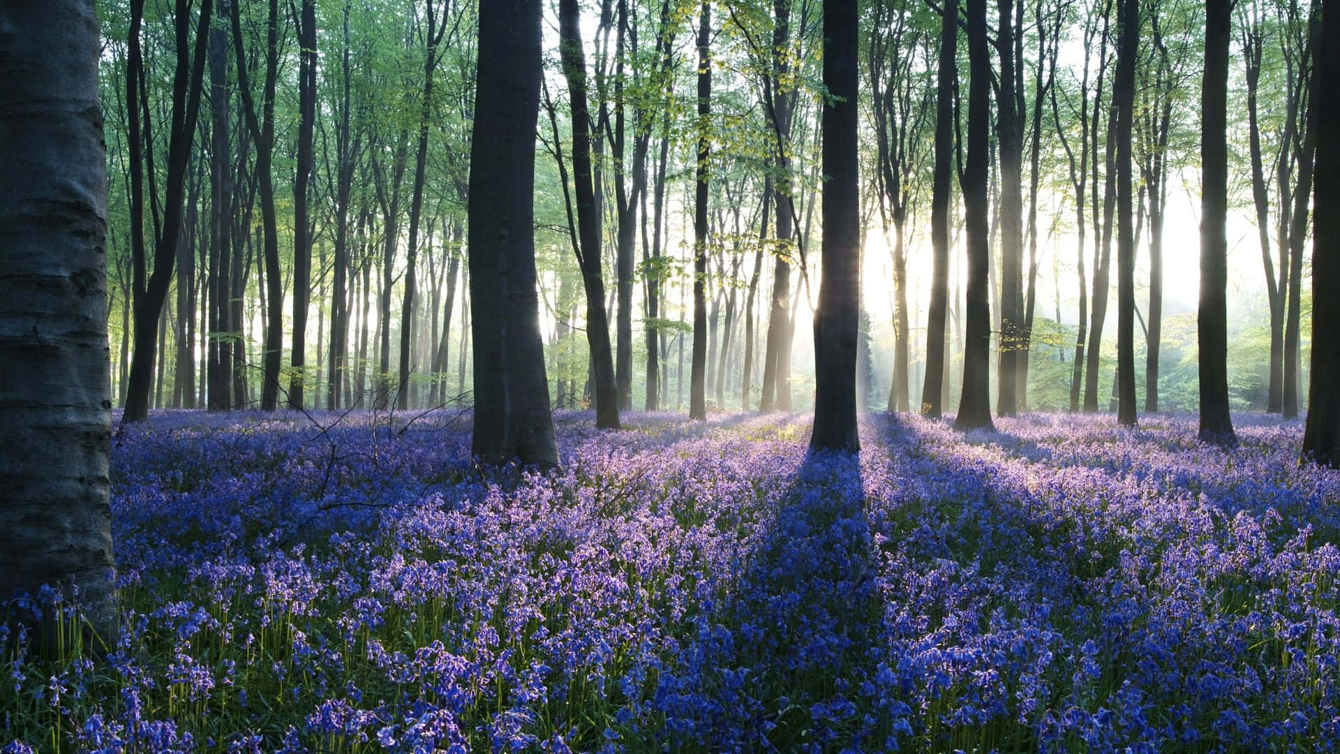 sunrise, bluebell woodland, golden beams, Full HD Desktop Wallpaper
