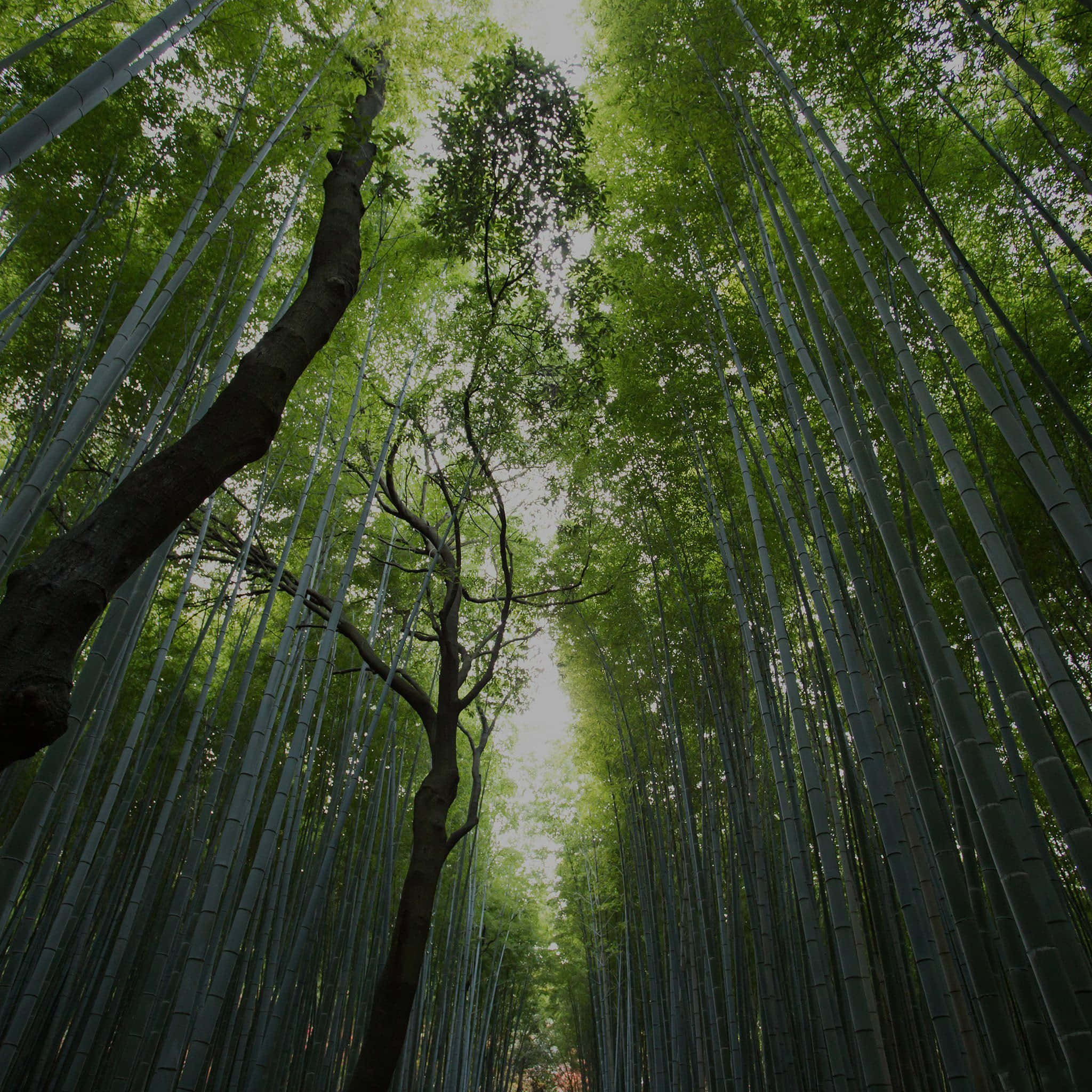 bamboo forest, cathedral-like canopy, gnarled tree, Full HD Desktop Wallpaper