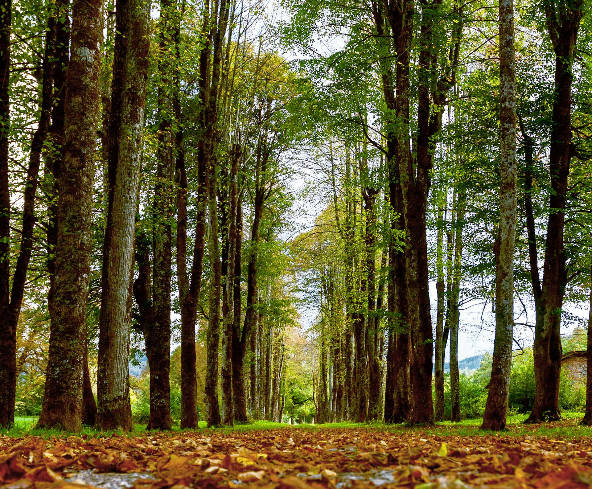 autumn woodland path, sunlit forest path, tall trees, Full HD Desktop Wallpaper