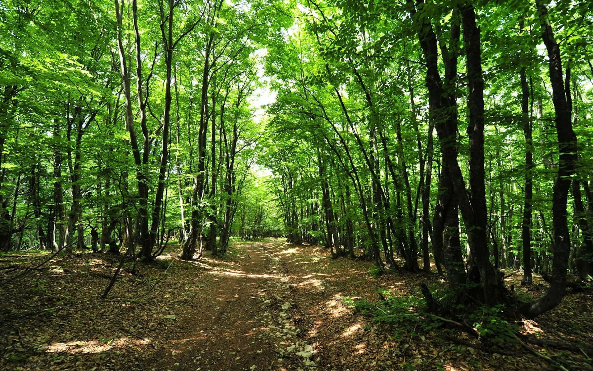 sunlit forest path, dirt path, dense forest, Full HD Desktop Wallpaper