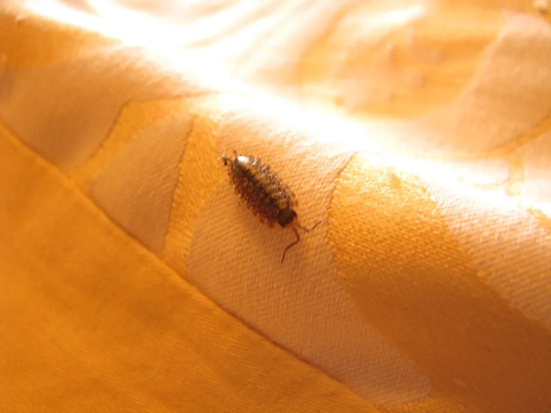 Woodlice