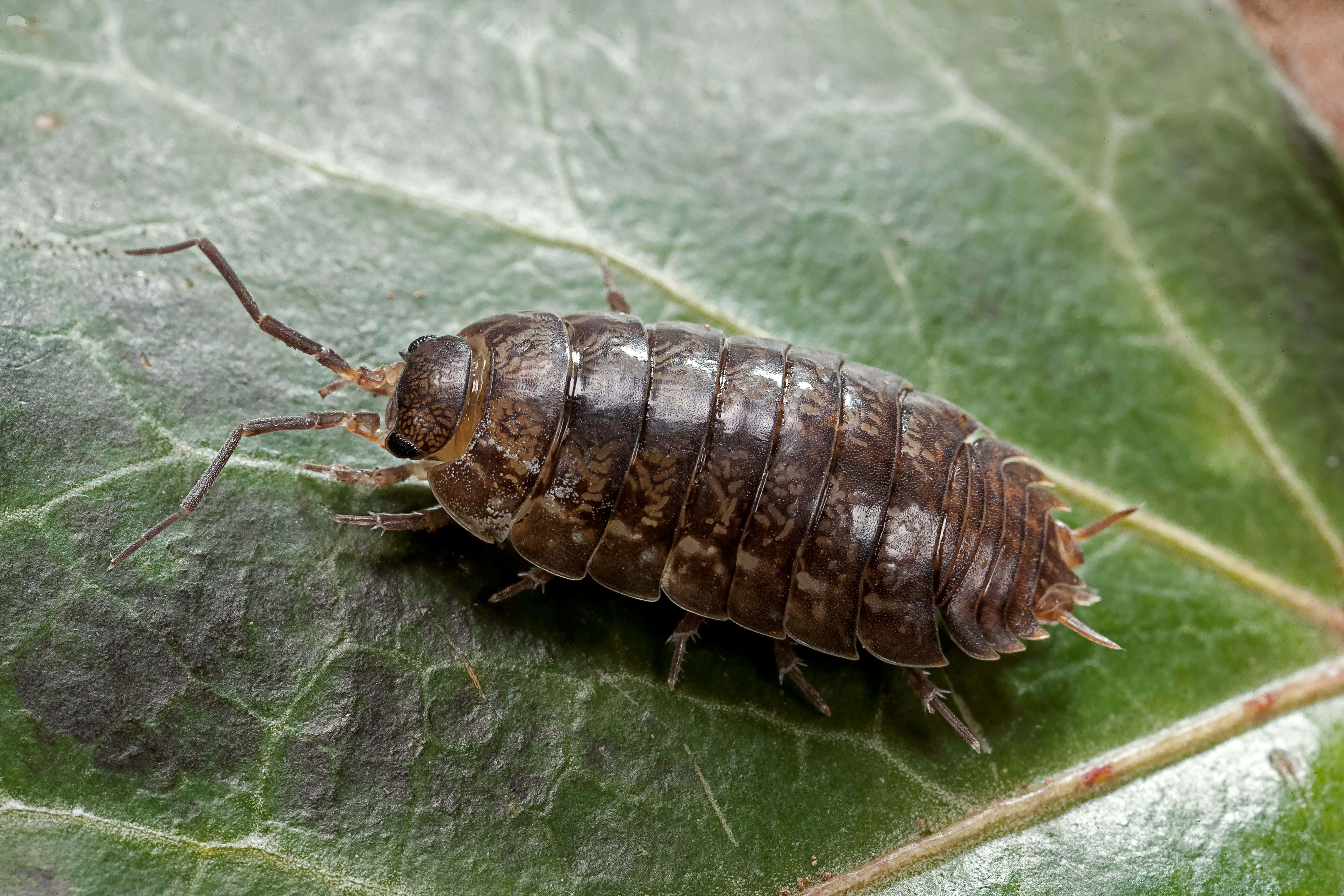 woodlouse, leaf, brown segmented isopod, 4K Desktop Wallpaper