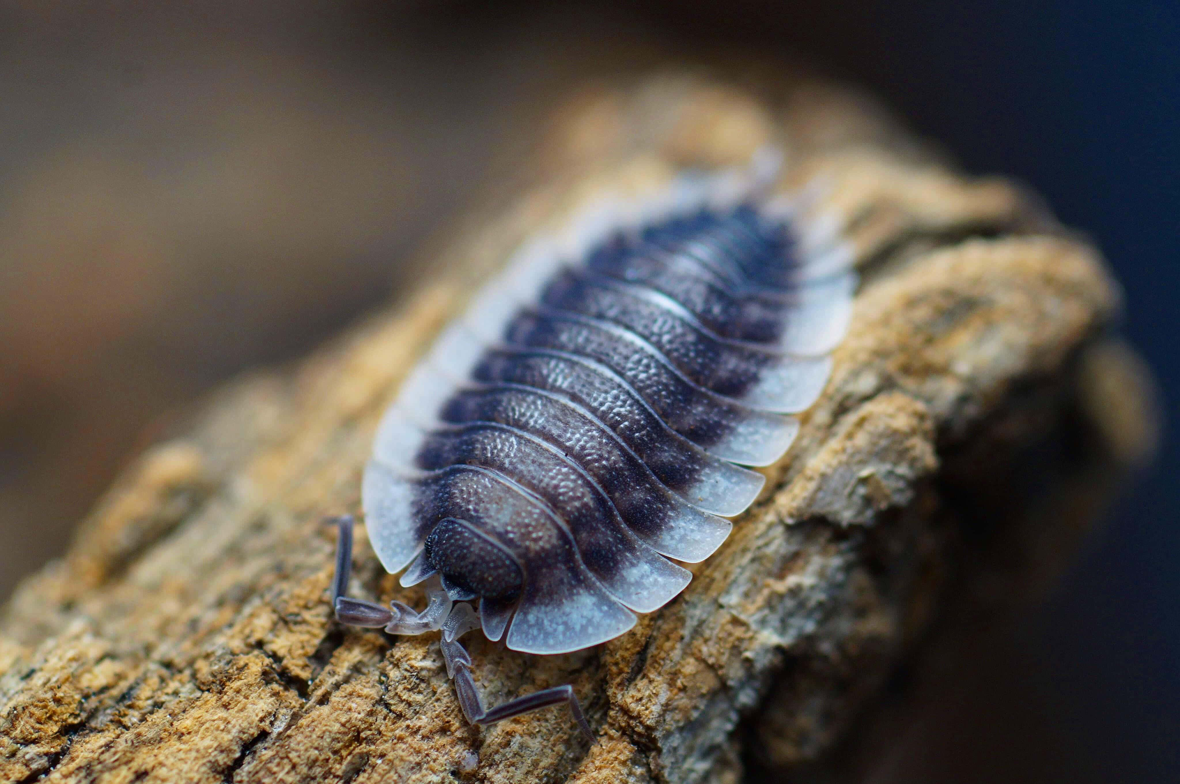 woodlouse, bark, segmented gray and white shell, 4K Desktop Wallpaper