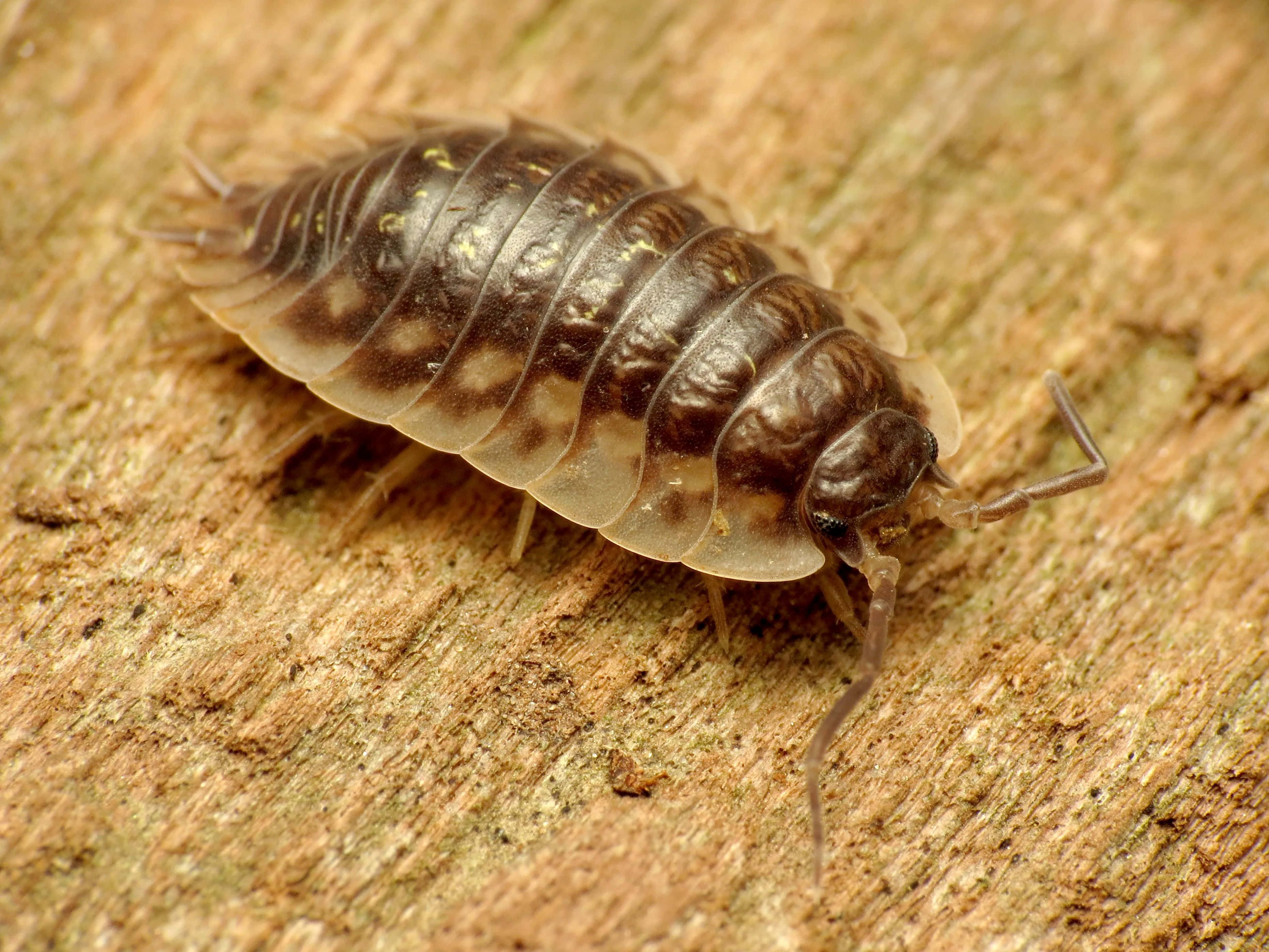 woodlouse, spotted, rough textured bark, 2K Desktop Wallpaper