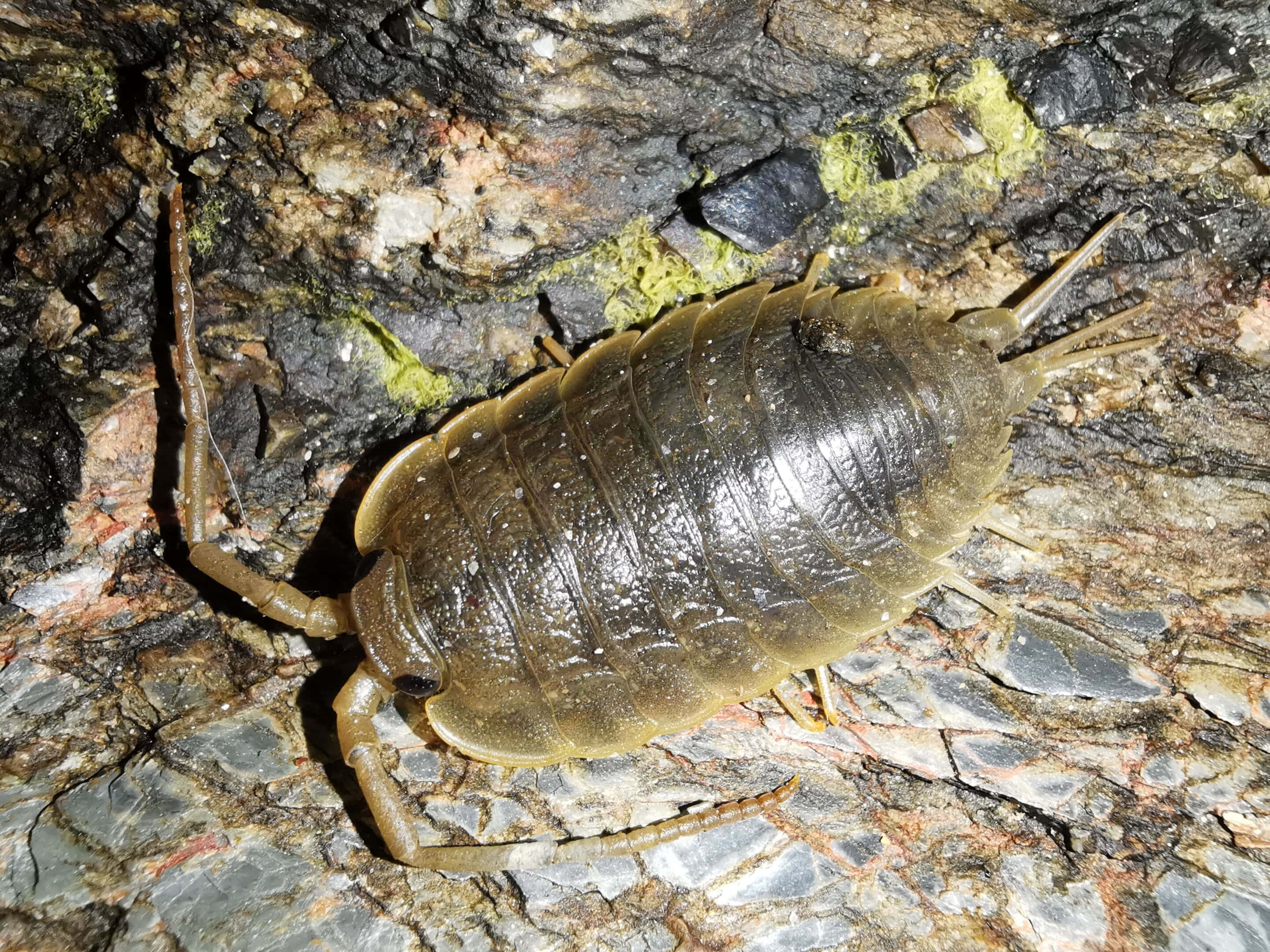 woodlouse, tree bark, wet mossy rock surface, 2K Desktop Wallpaper