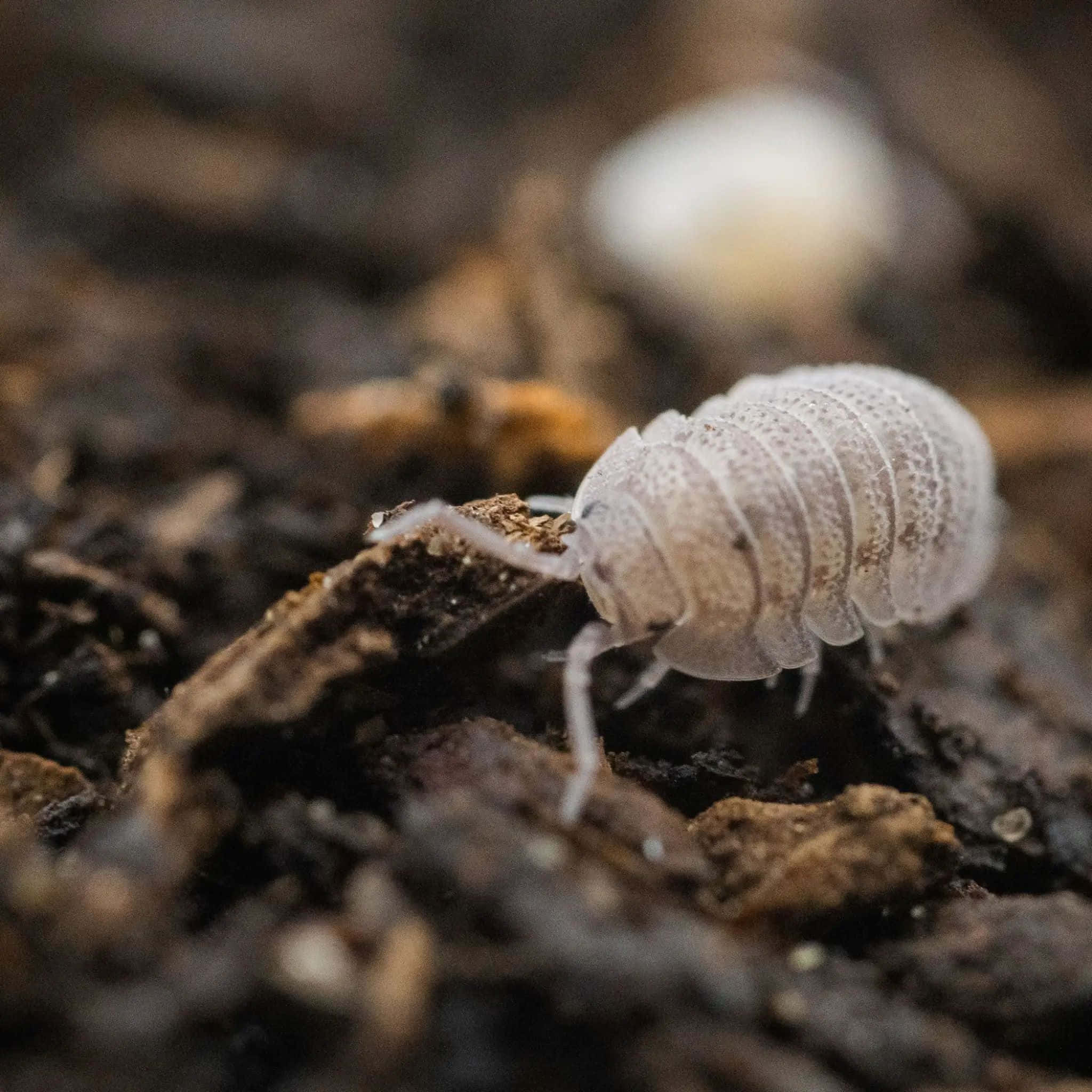 white woodlouse, pale segmented isopod, dark moist soil, Full HD Desktop Wallpaper