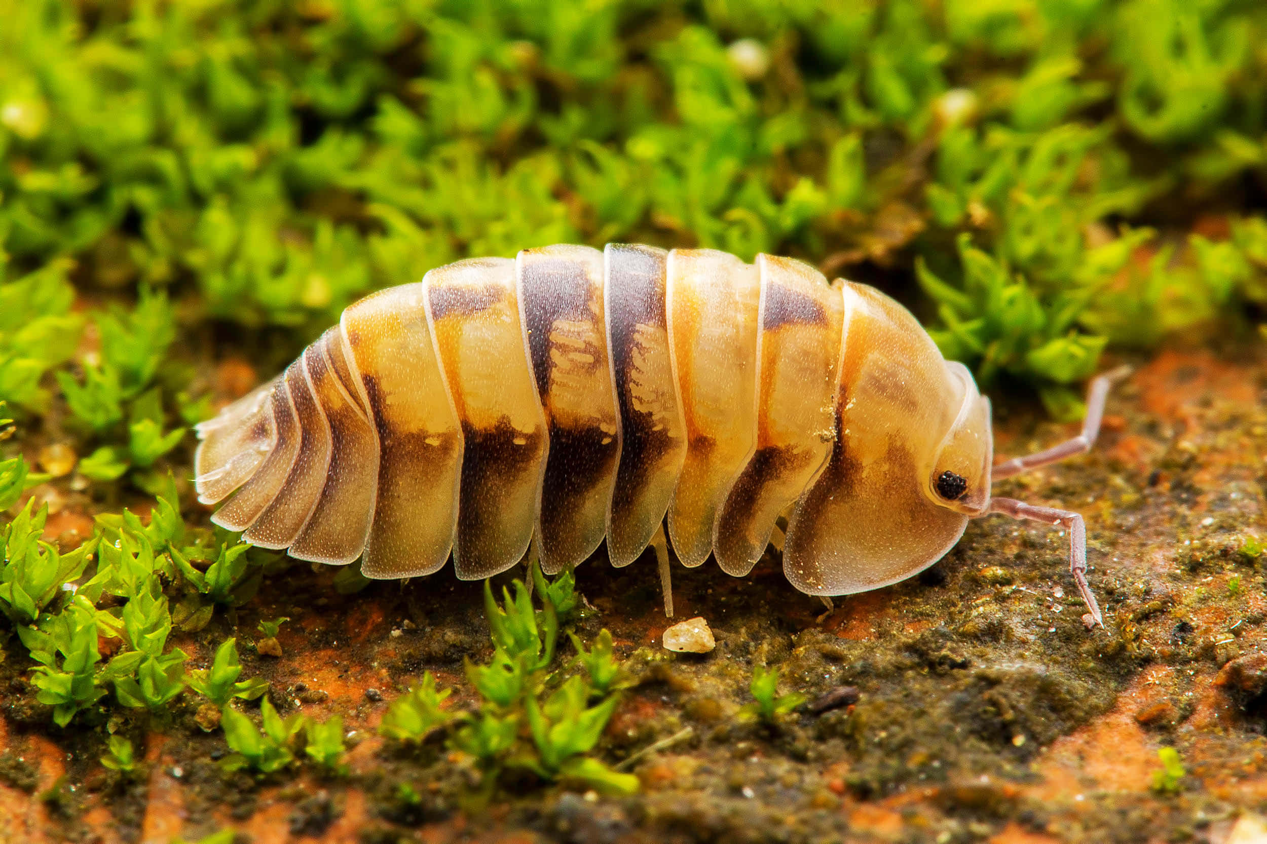 woodlouse, moss, tan, Full HD Desktop Wallpaper