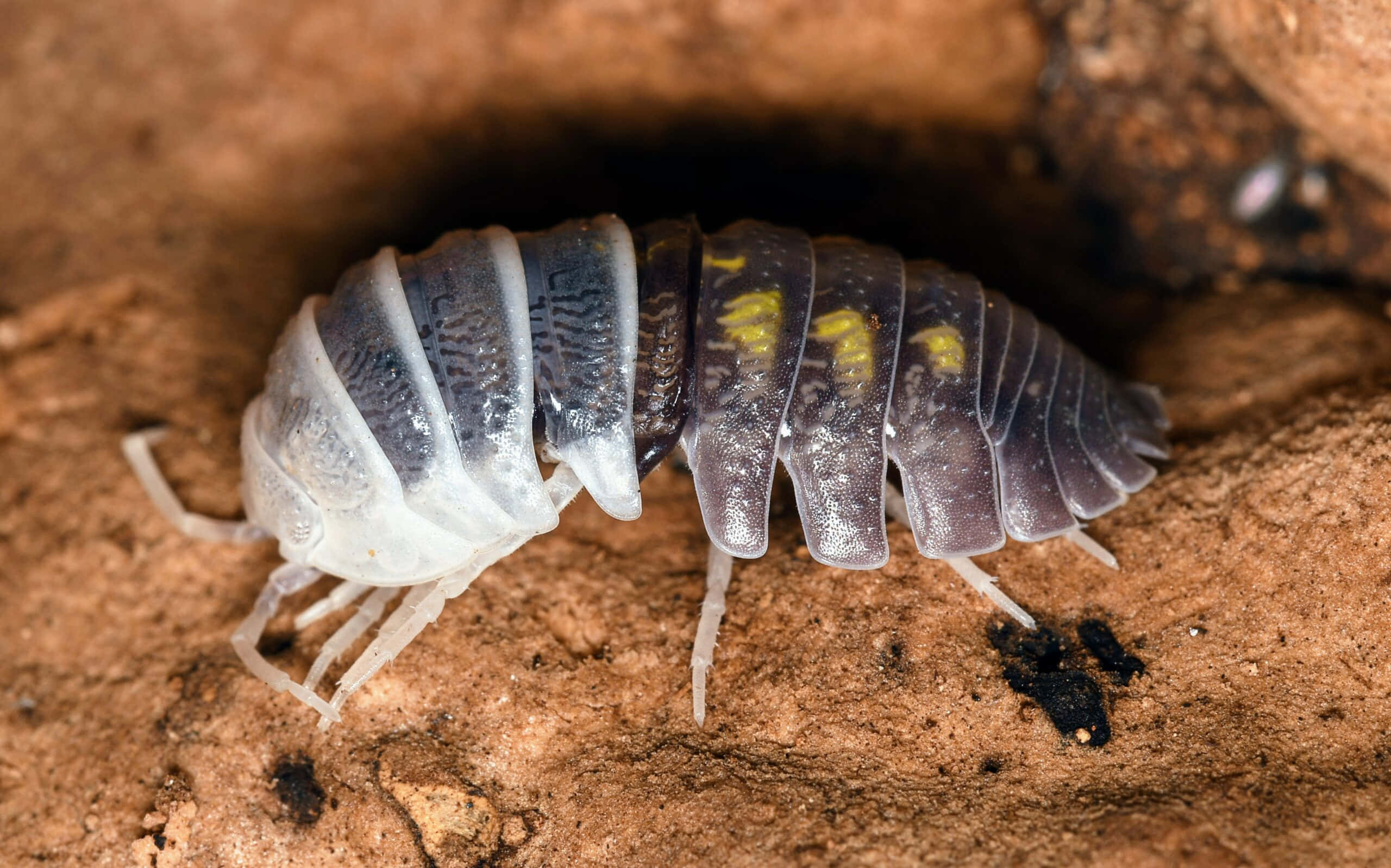 woodlouse, brown soil, yellow spots, 2K Desktop Wallpaper