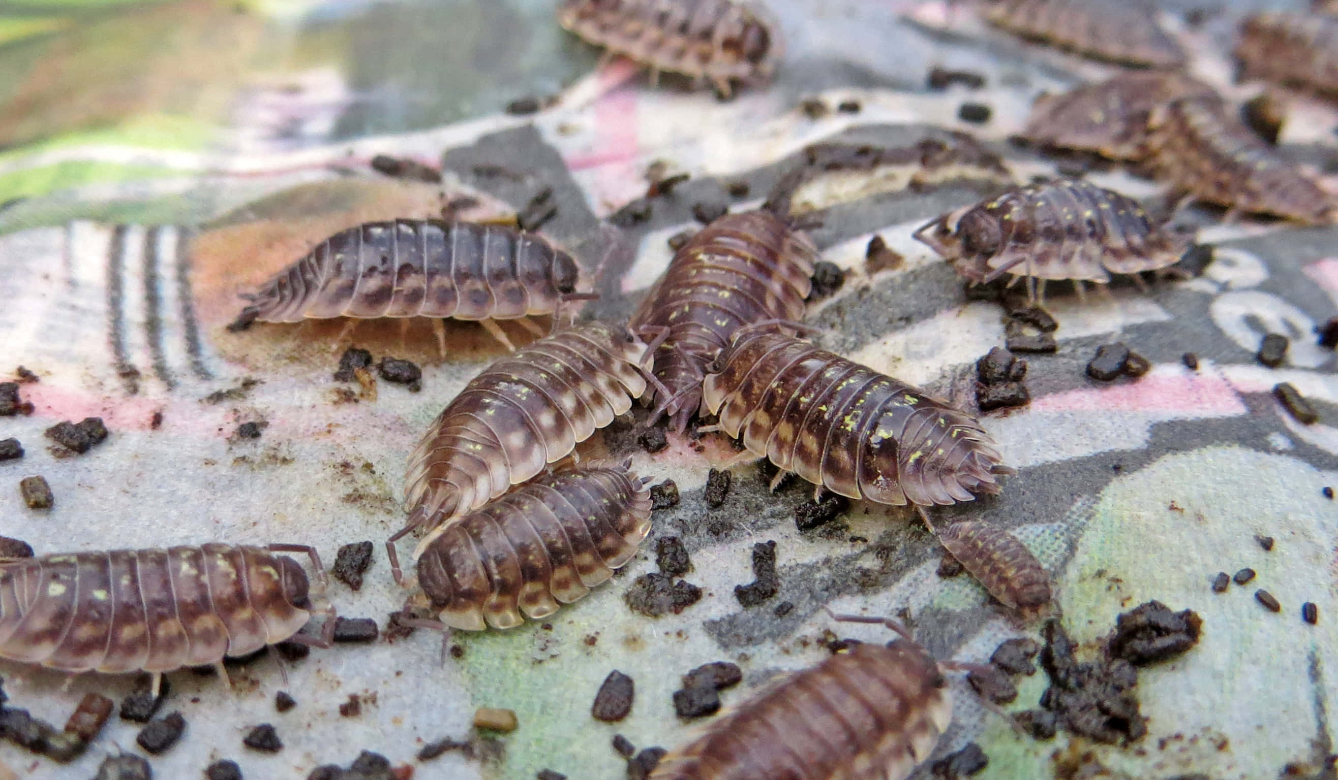 Woodlice, brown segmented, dirty patterned surface, 2K Desktop Wallpaper