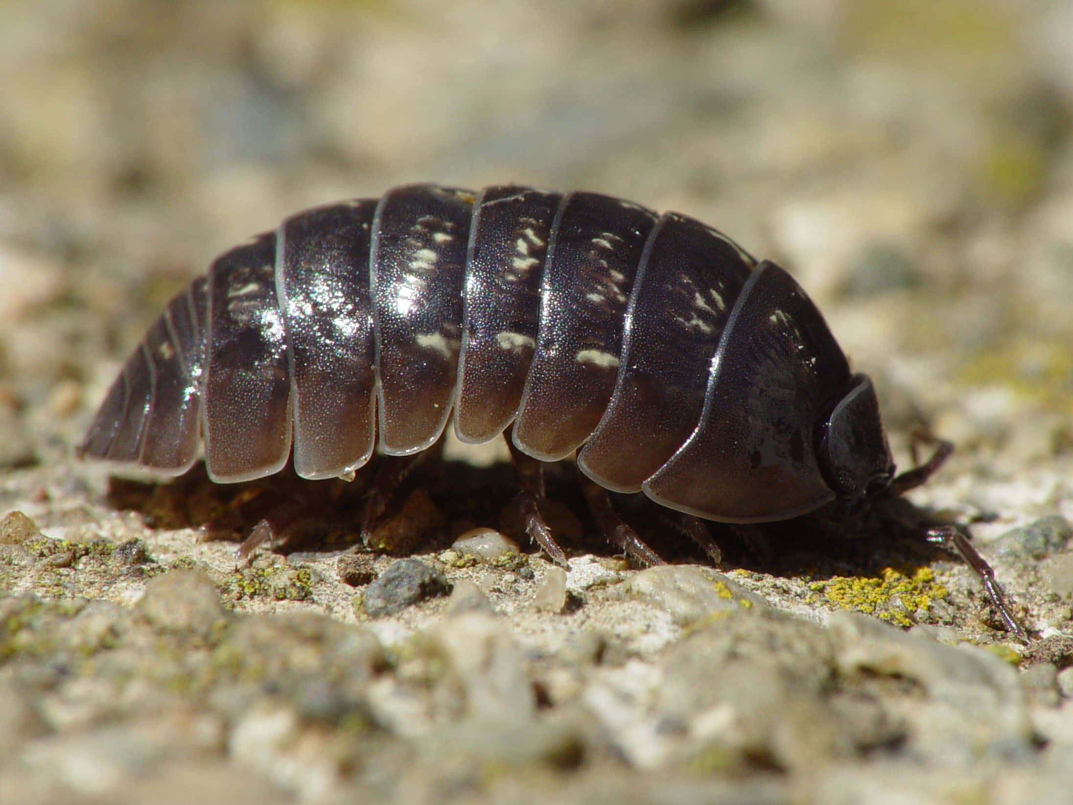 woodlouse, dark segmented isopod, white speckles, Full HD Desktop Wallpaper