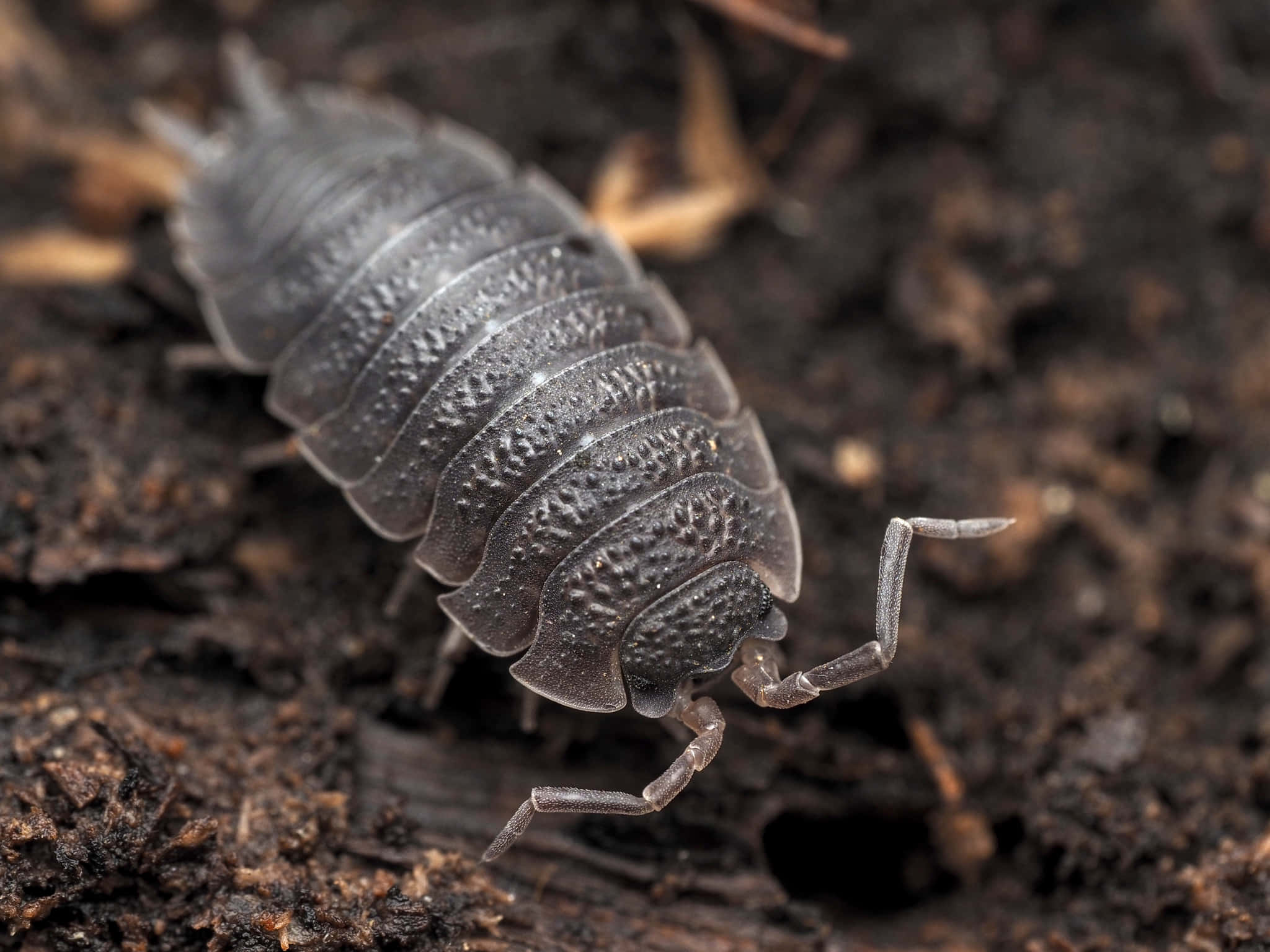 woodlouse, gray, segmented, Full HD Desktop Wallpaper