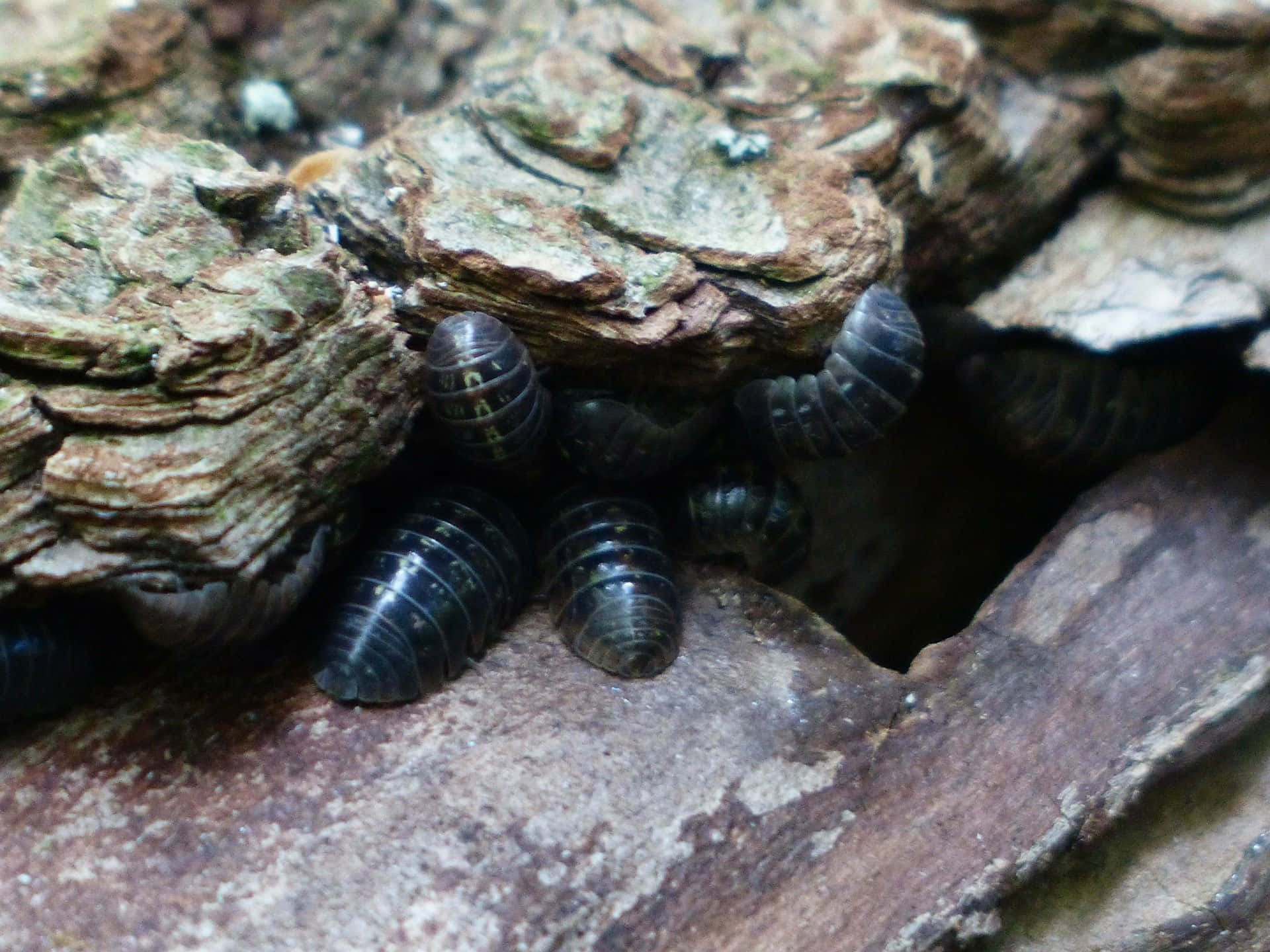 Woodlice, bark, mossy bark, Full HD Desktop Wallpaper