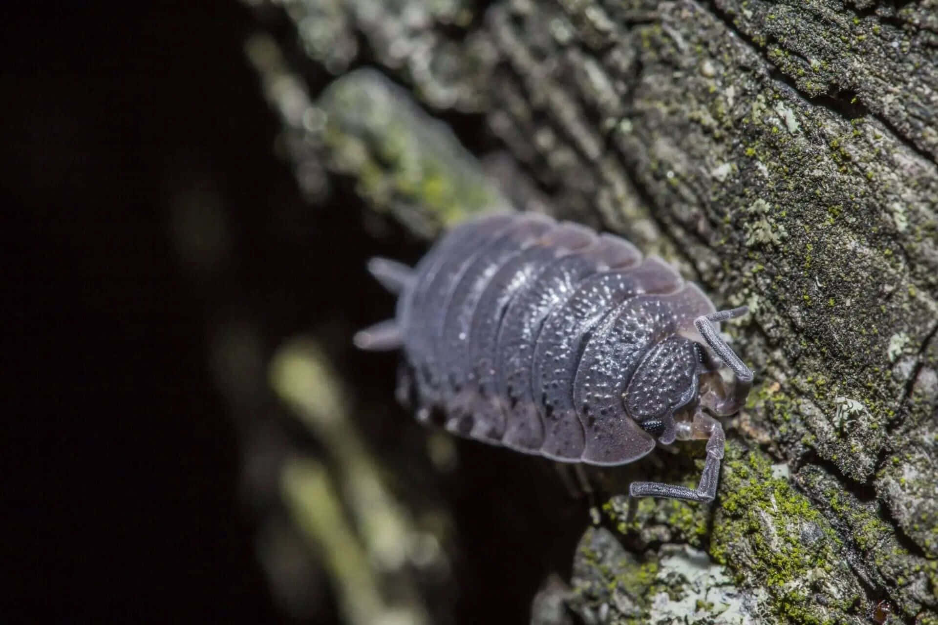 woodlouse, tree bark, mossy tree bark, Full HD Desktop Wallpaper