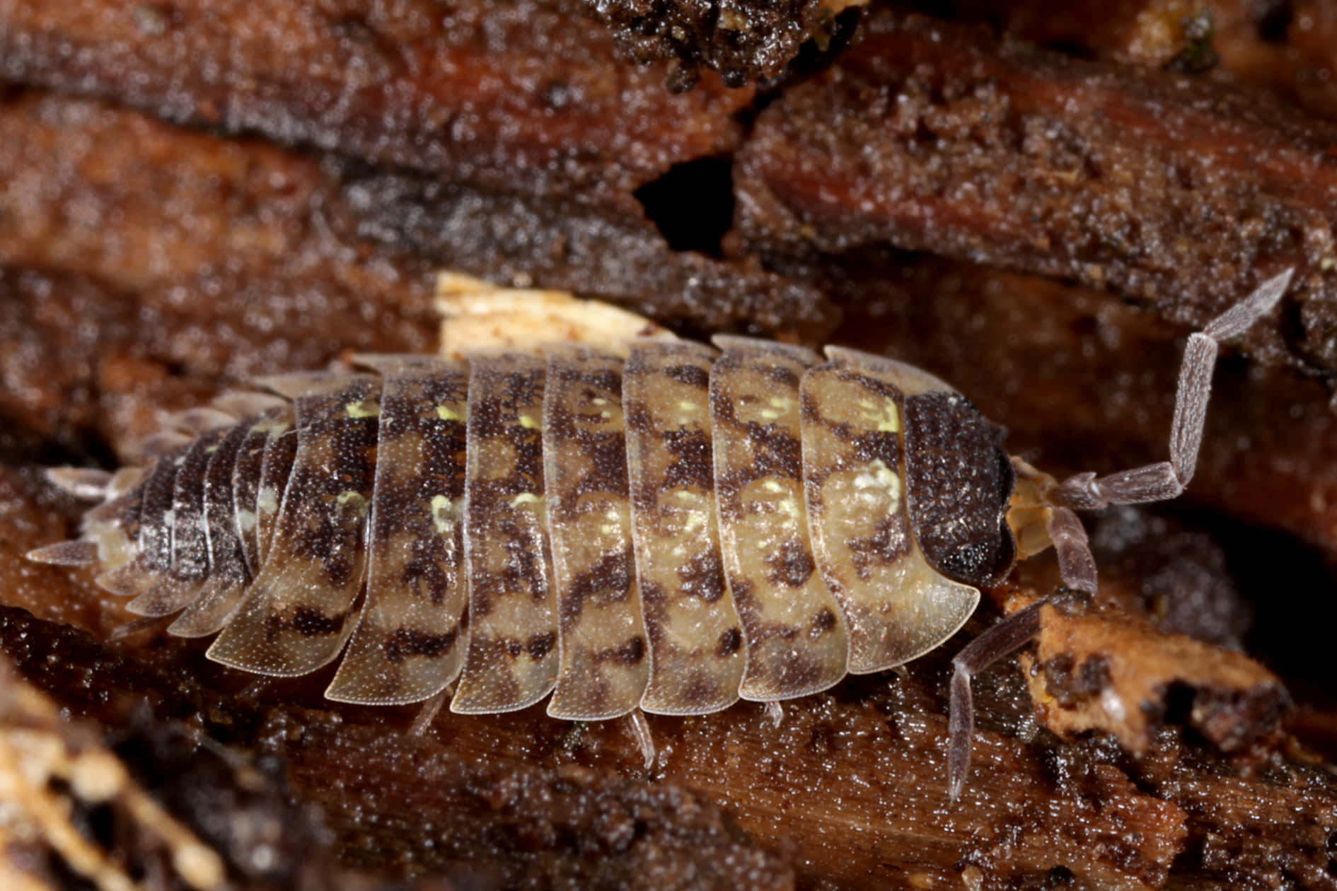 woodlouse, decomposing wood, spotted woodlouse, HD Desktop Wallpaper