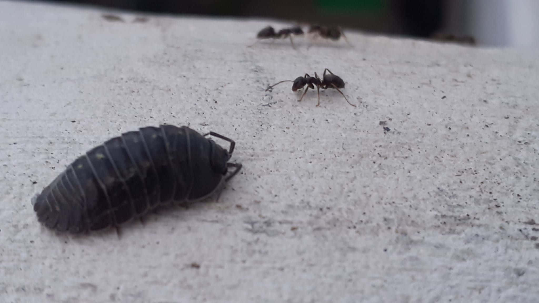 woodlouse, ants, concrete, Full HD Desktop Wallpaper
