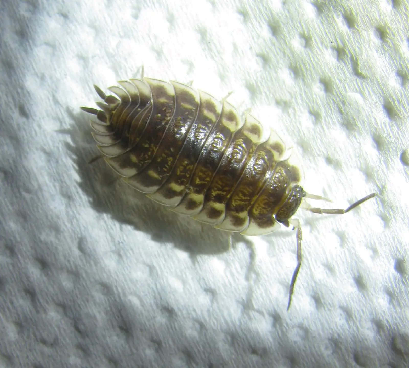 woodlouse, brown and cream patterned, textured white paper towel surface, HD Desktop Wallpaper