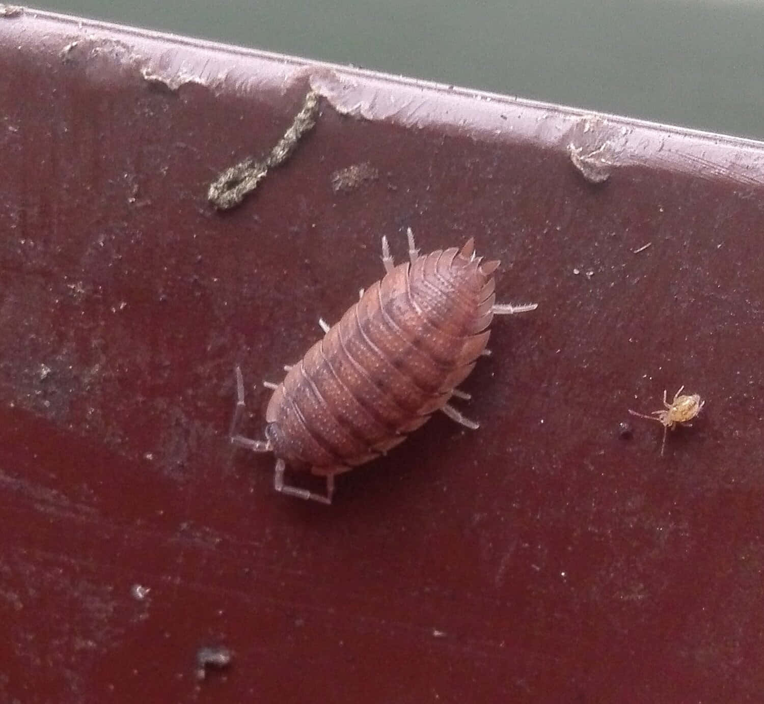 woodlouse, brown surface, weathered reddish surface, HD Desktop Wallpaper