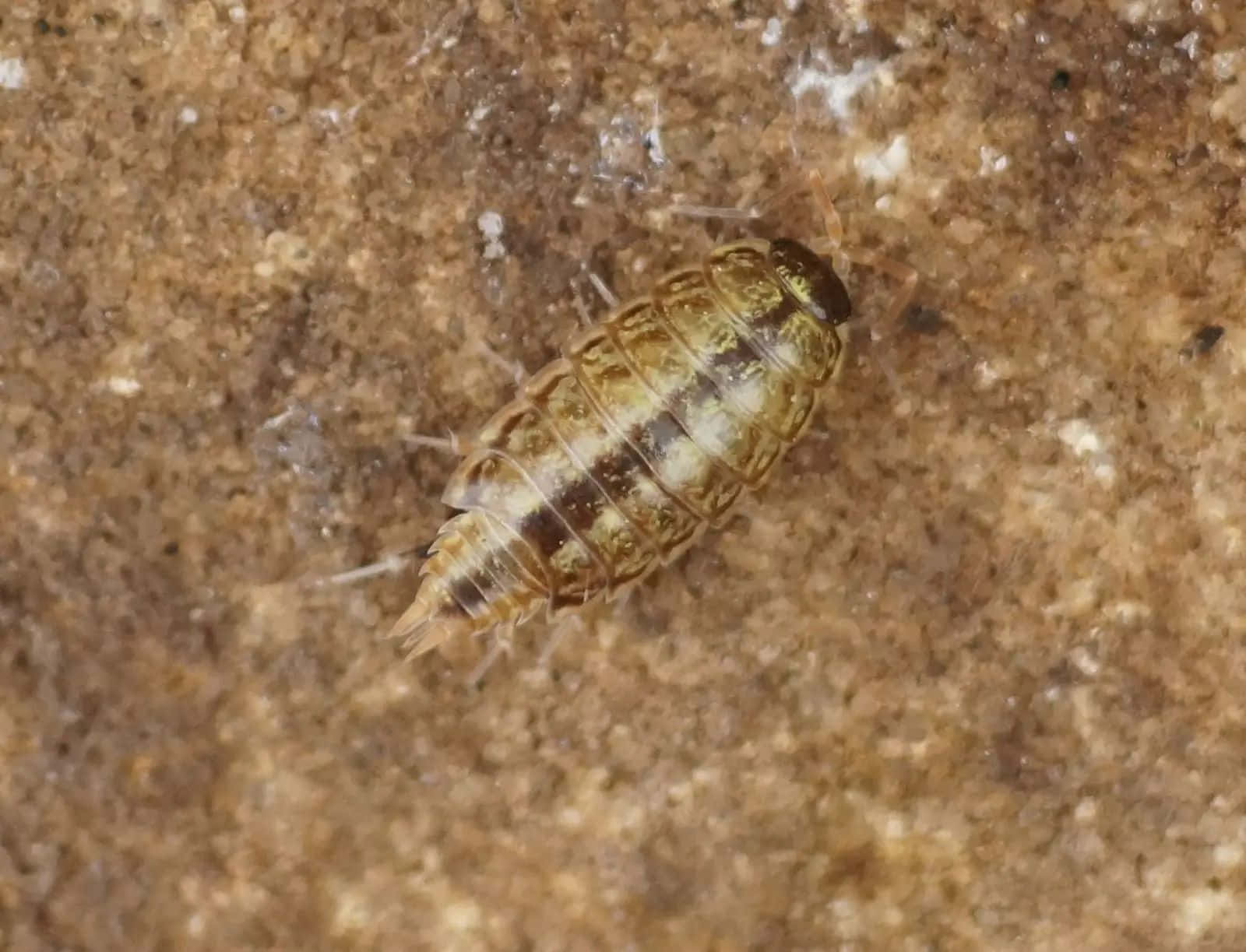 woodlouse, brown surface, rough textured soil, HD Desktop Wallpaper