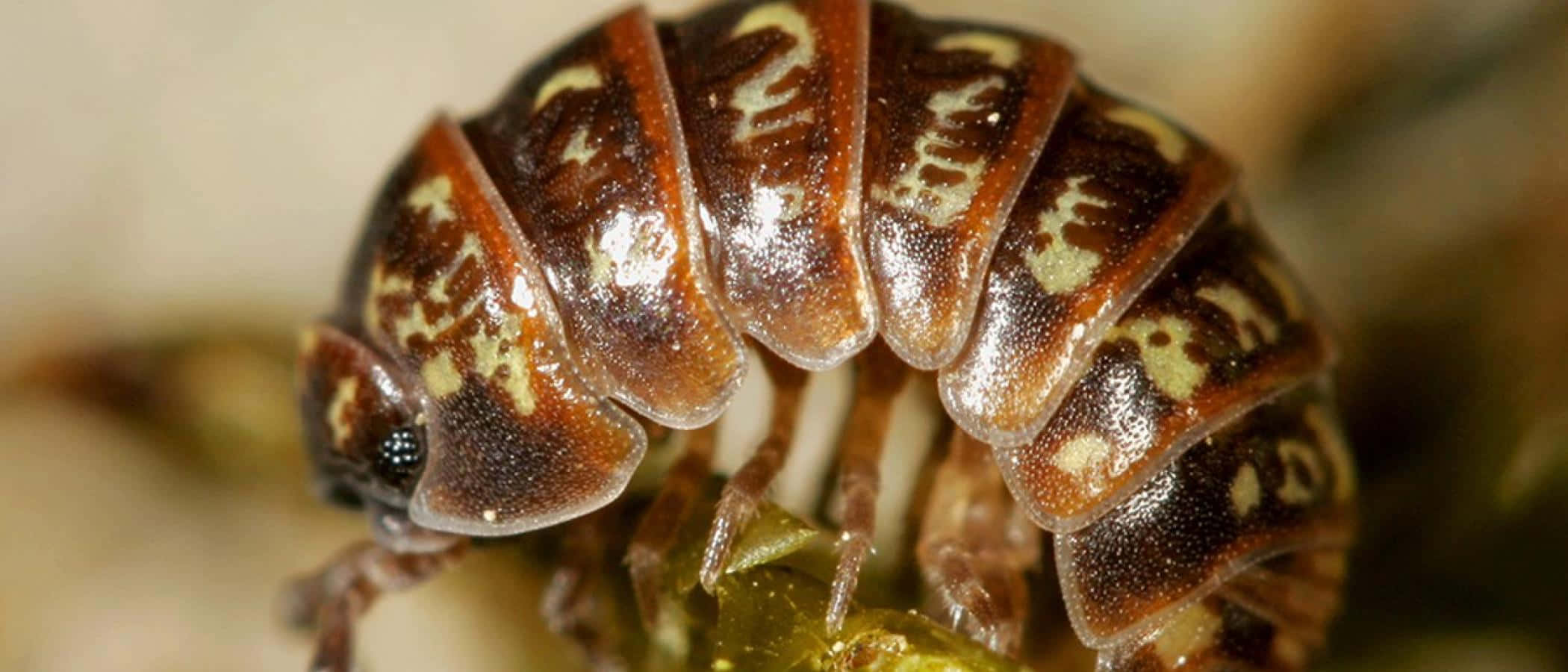 woodlouse, brown and cream patterned, green moss, Full HD Desktop Wallpaper