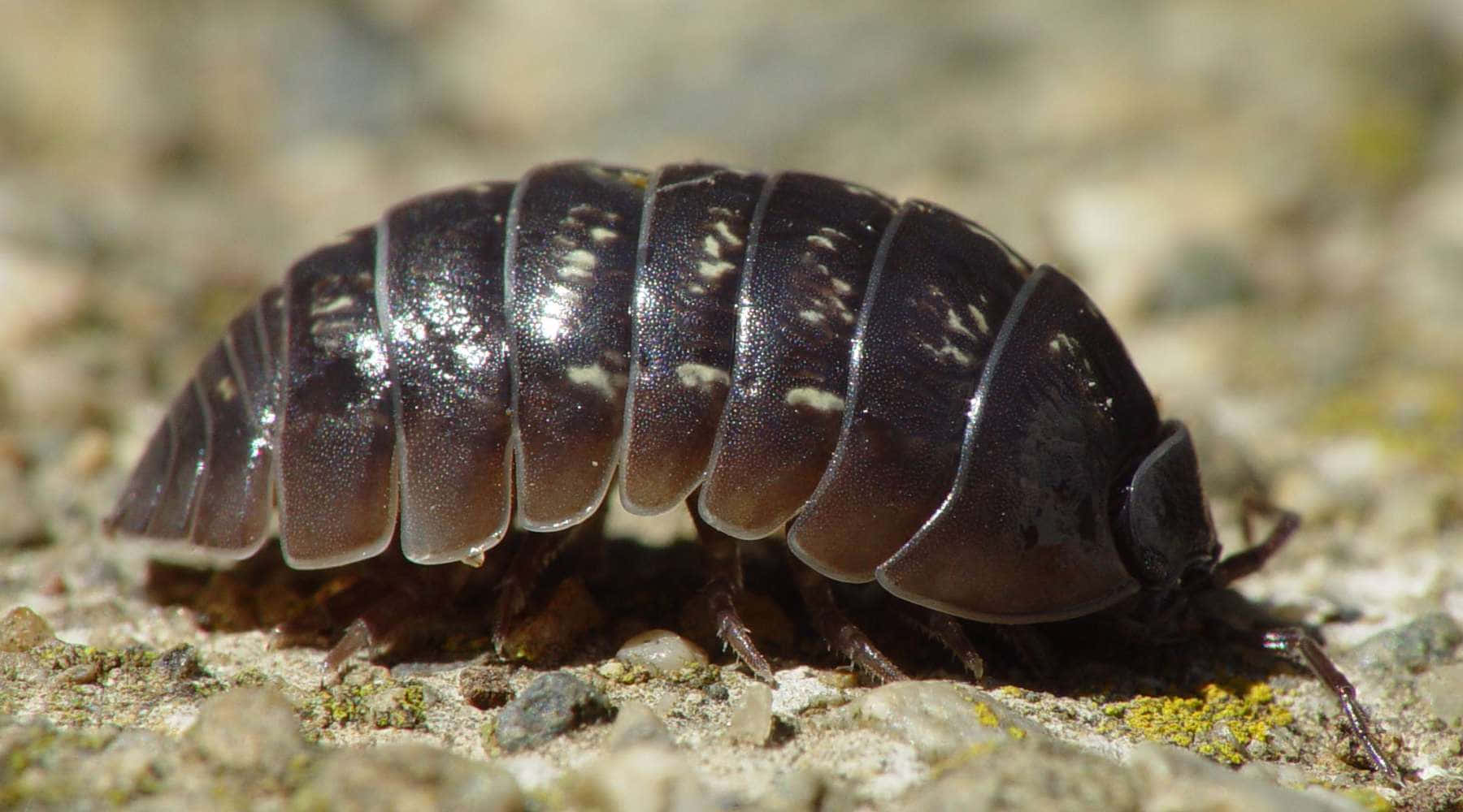 woodlouse, dark spotted isopod, textured gravel, HD Desktop Wallpaper