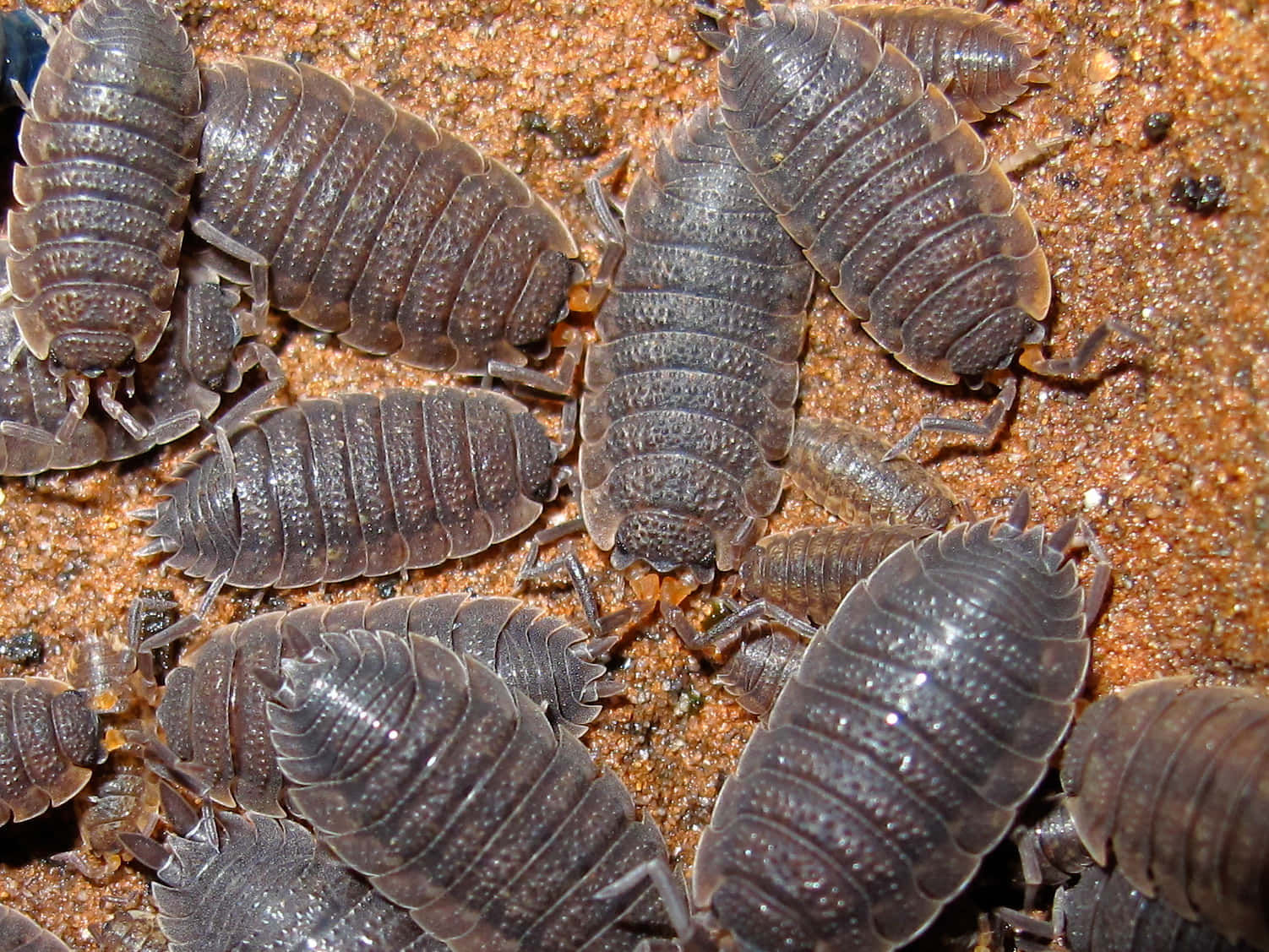 Woodlice, dark gray pill bugs, segmented shells, HD Desktop Wallpaper