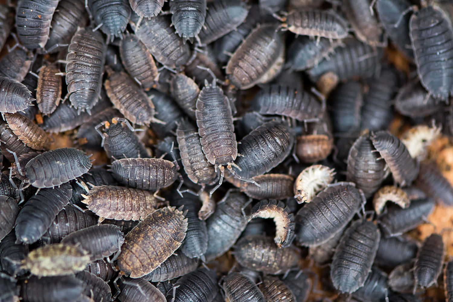 cluster of woodlice, dark gray, brown, HD Desktop Wallpaper