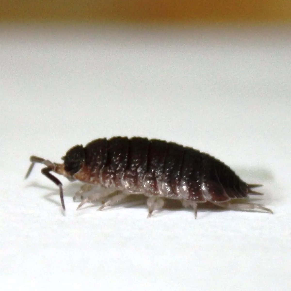 common woodlouse, dark brown, segmented, SD Desktop Wallpaper