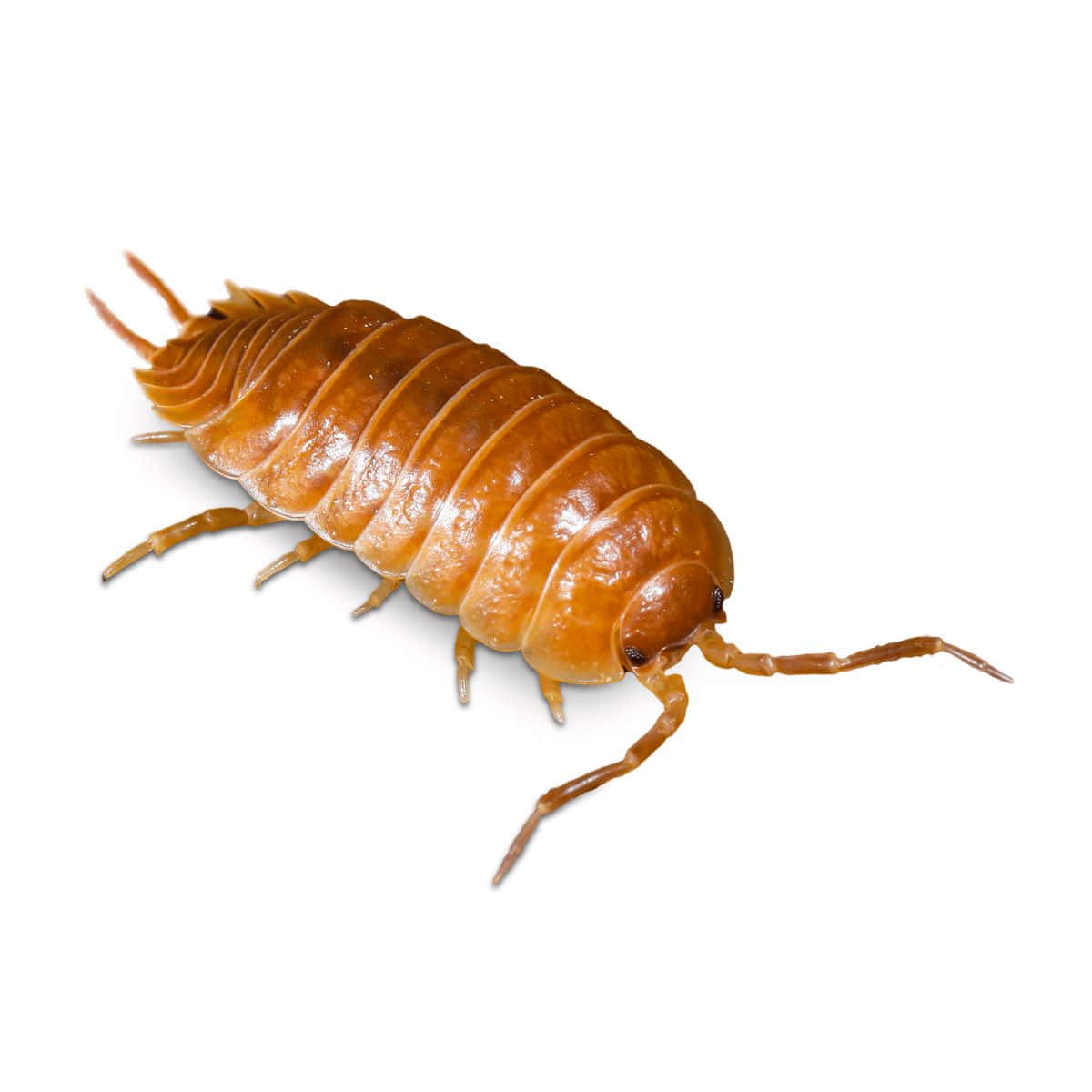 woodlouse, brown, segmented, SD Desktop Wallpaper