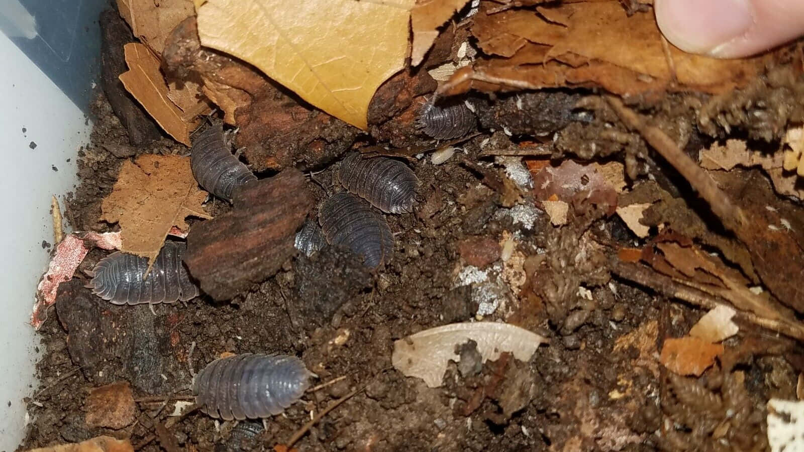 Woodlice, dark gray, moist soil, HD Desktop Wallpaper