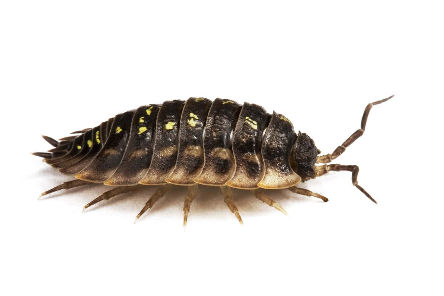 woodlouse, dark brown, yellow spots, HD Desktop Wallpaper