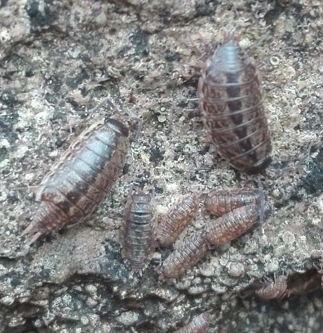 woodlice, rock surface, rough textured stone surface, SD Phone Wallpaper