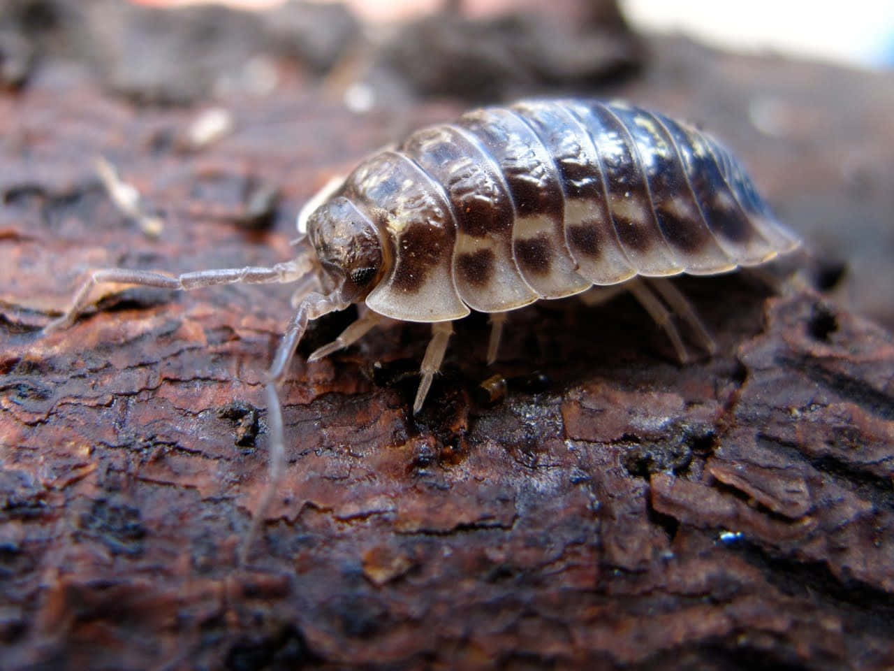 woodlouse, bark, rough textured, HD Desktop Wallpaper