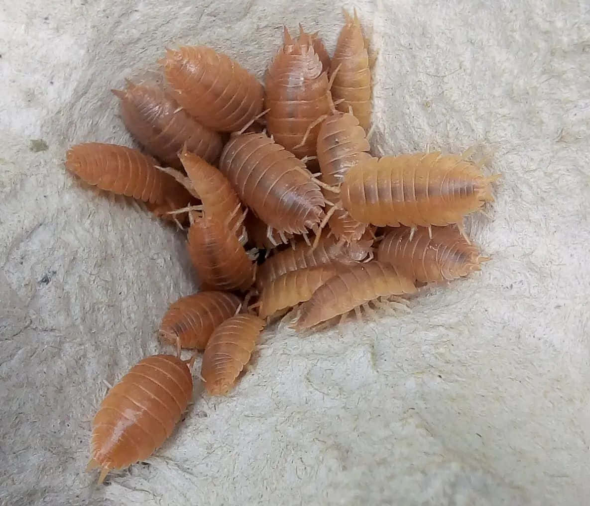 Woodlice, light brown, segmented bodies, SD Desktop Wallpaper
