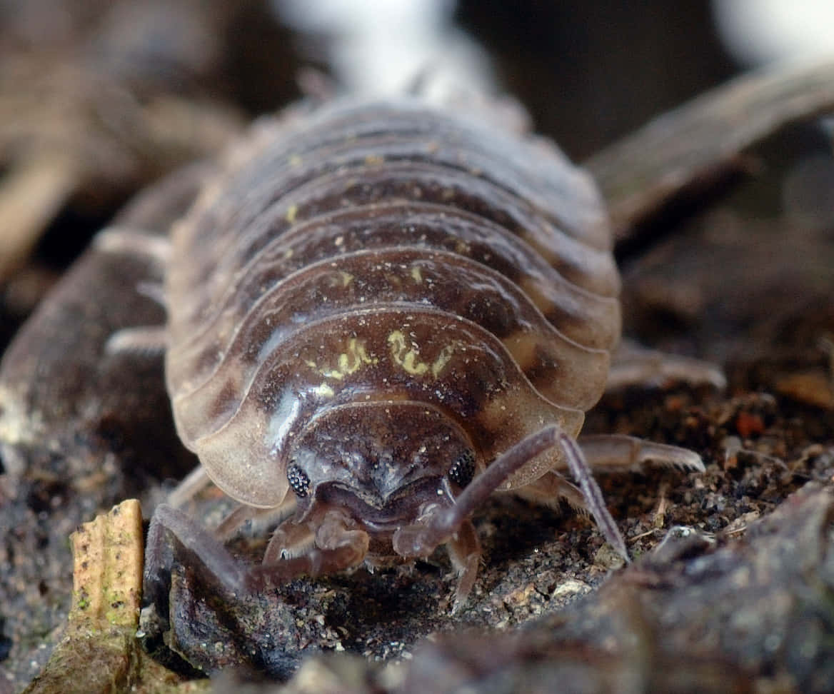 woodlouse, brown, segmented, SD Desktop Wallpaper