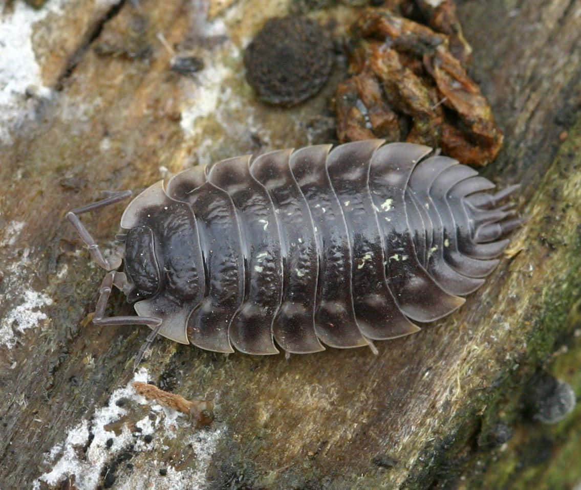 woodlouse, tree bark, textured bark surface, SD Desktop Wallpaper