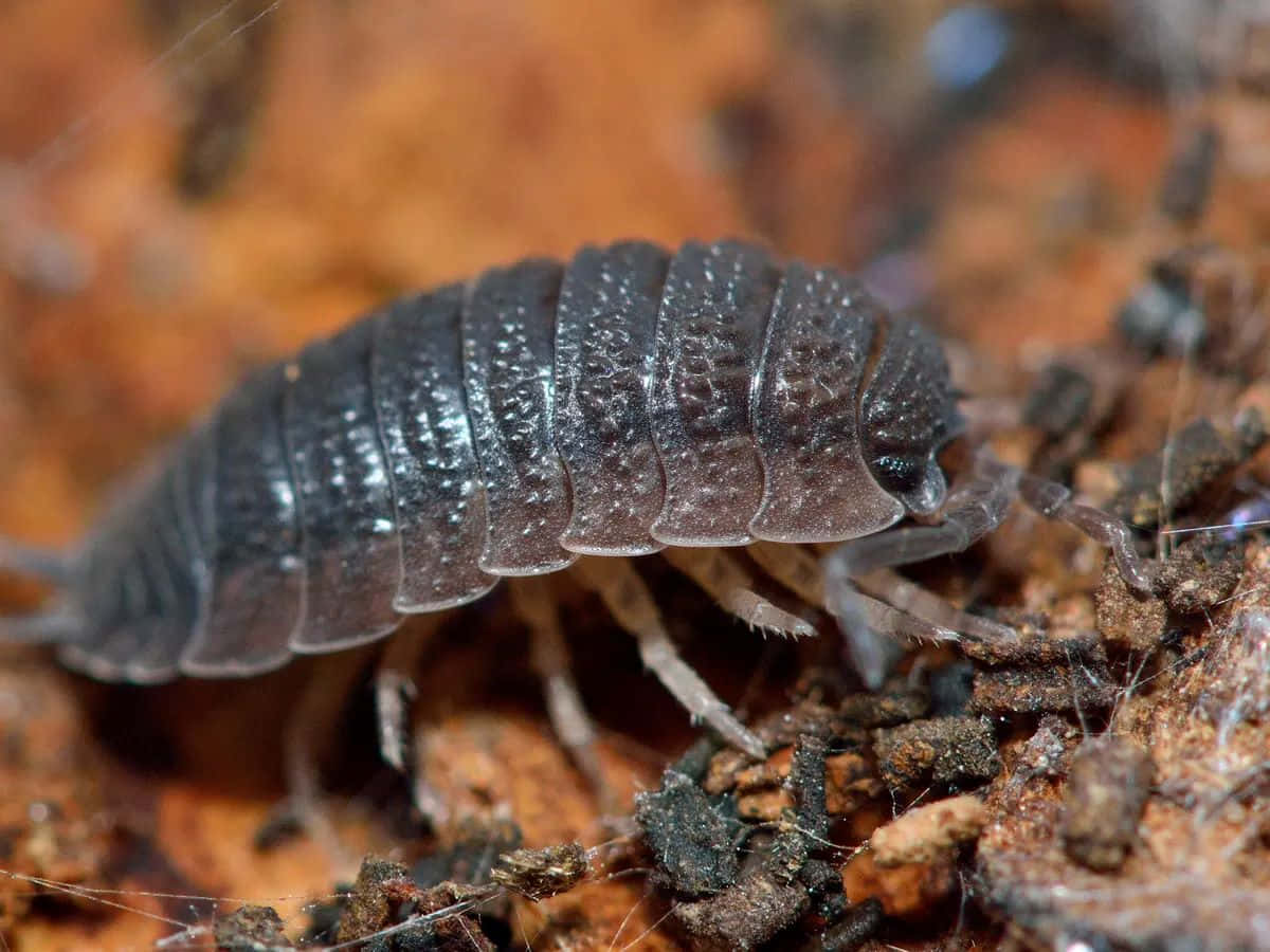 woodlouse, forest floor, dark gray segmented isopod, SD Desktop Wallpaper