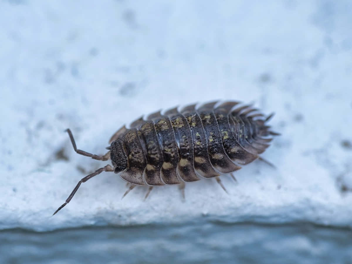 woodlouse, textured white surface, soft blue background, SD Desktop Wallpaper