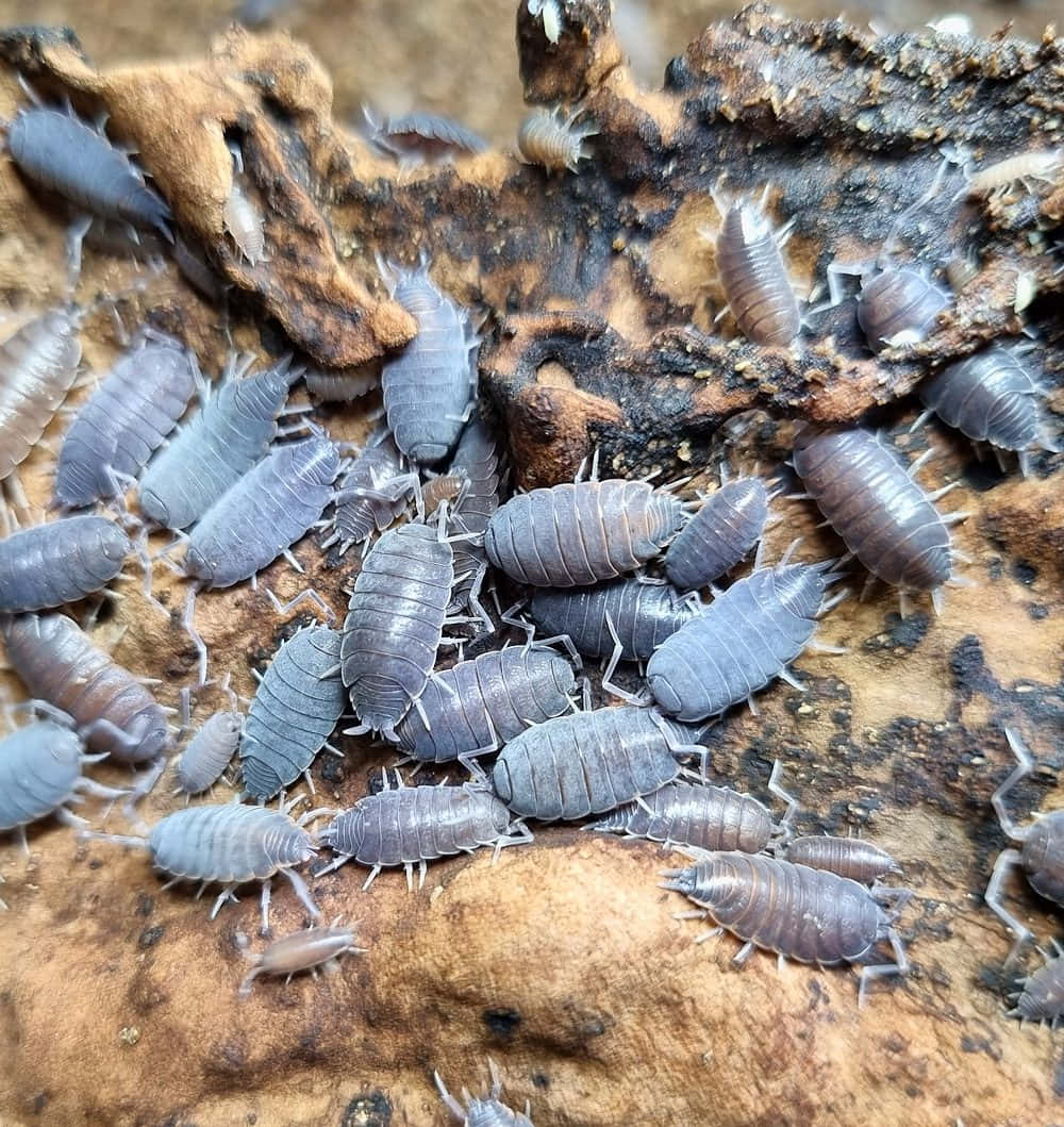 woodlice, decaying wood, damp forest floor, SD Phone Wallpaper