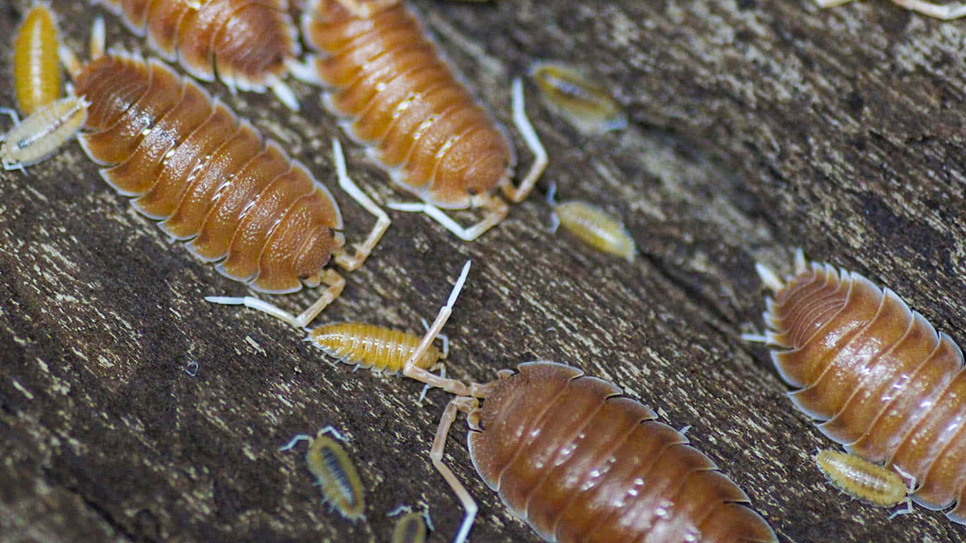 woodlice, log, brown, HD Desktop Wallpaper