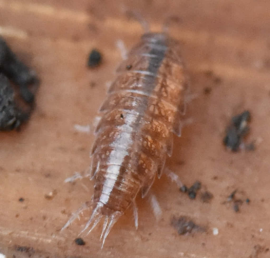 woodlouse, brown, segmented, SD Desktop Wallpaper