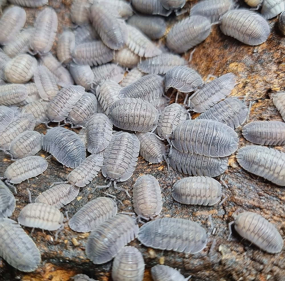 woodlice, gray pill bugs, segmented shells, SD Desktop Wallpaper