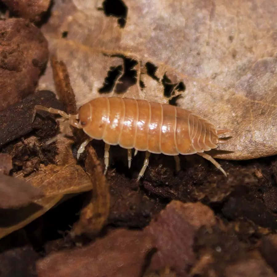 woodlouse, forest floor, damp soil, SD Desktop Wallpaper