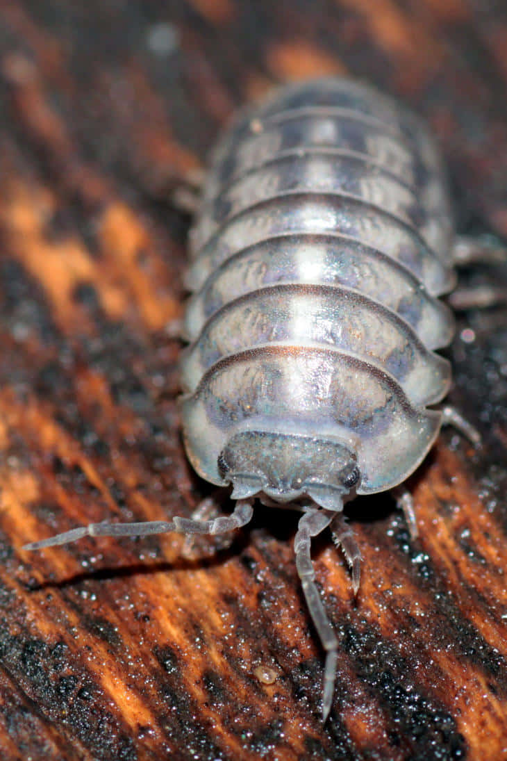 woodlouse, bark, silver, SD Phone Wallpaper