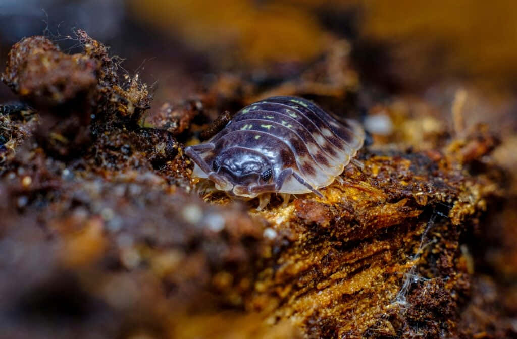 woodlouse, decomposing wood, spotted shell, SD Desktop Wallpaper