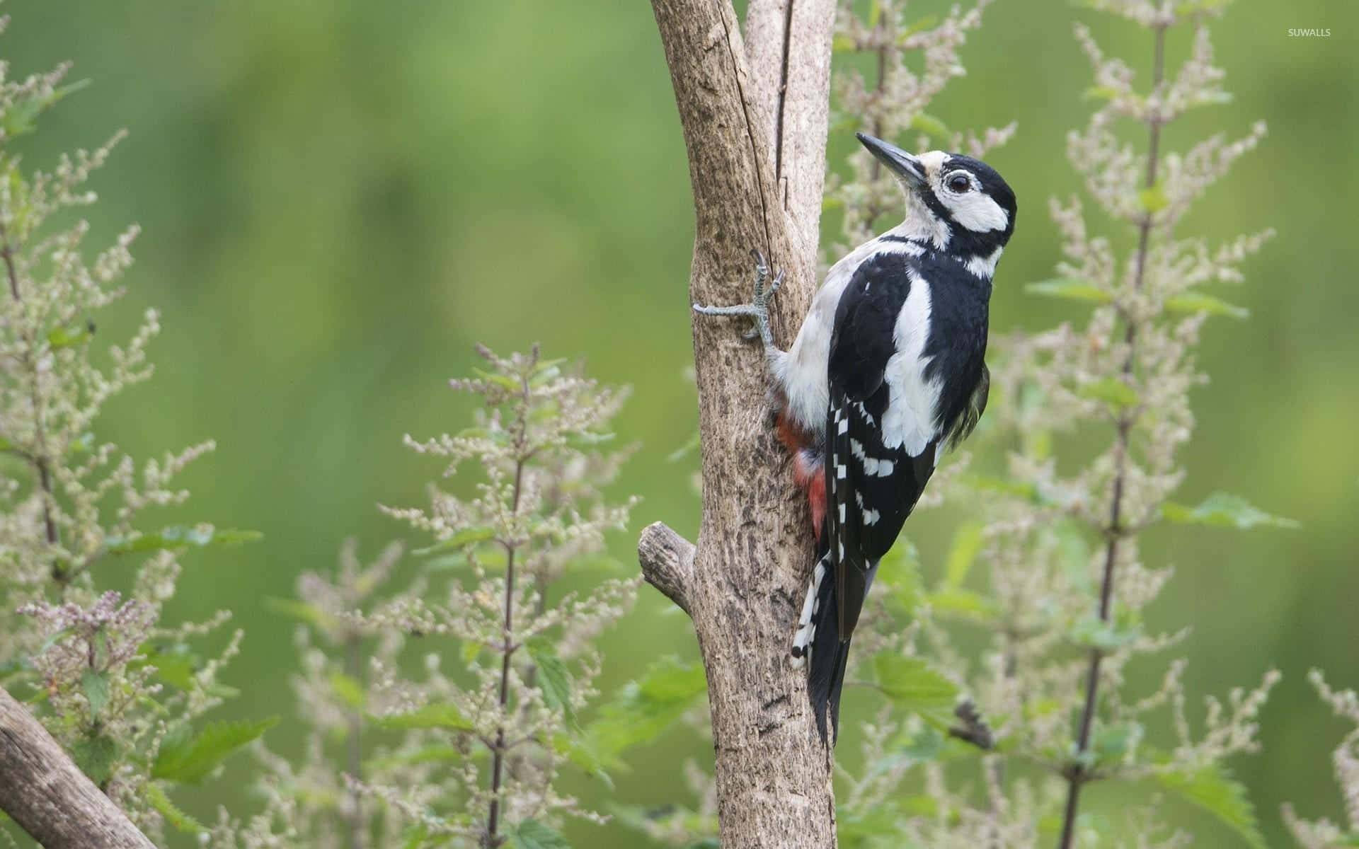 woodpecker, black and white, tree trunk, Full HD Desktop Wallpaper