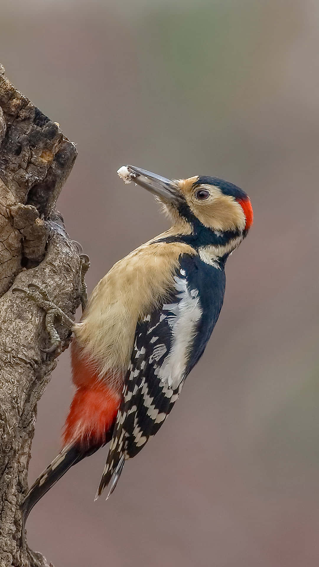 woodpecker, red crest, black white spotted wings, Full HD Phone Wallpaper