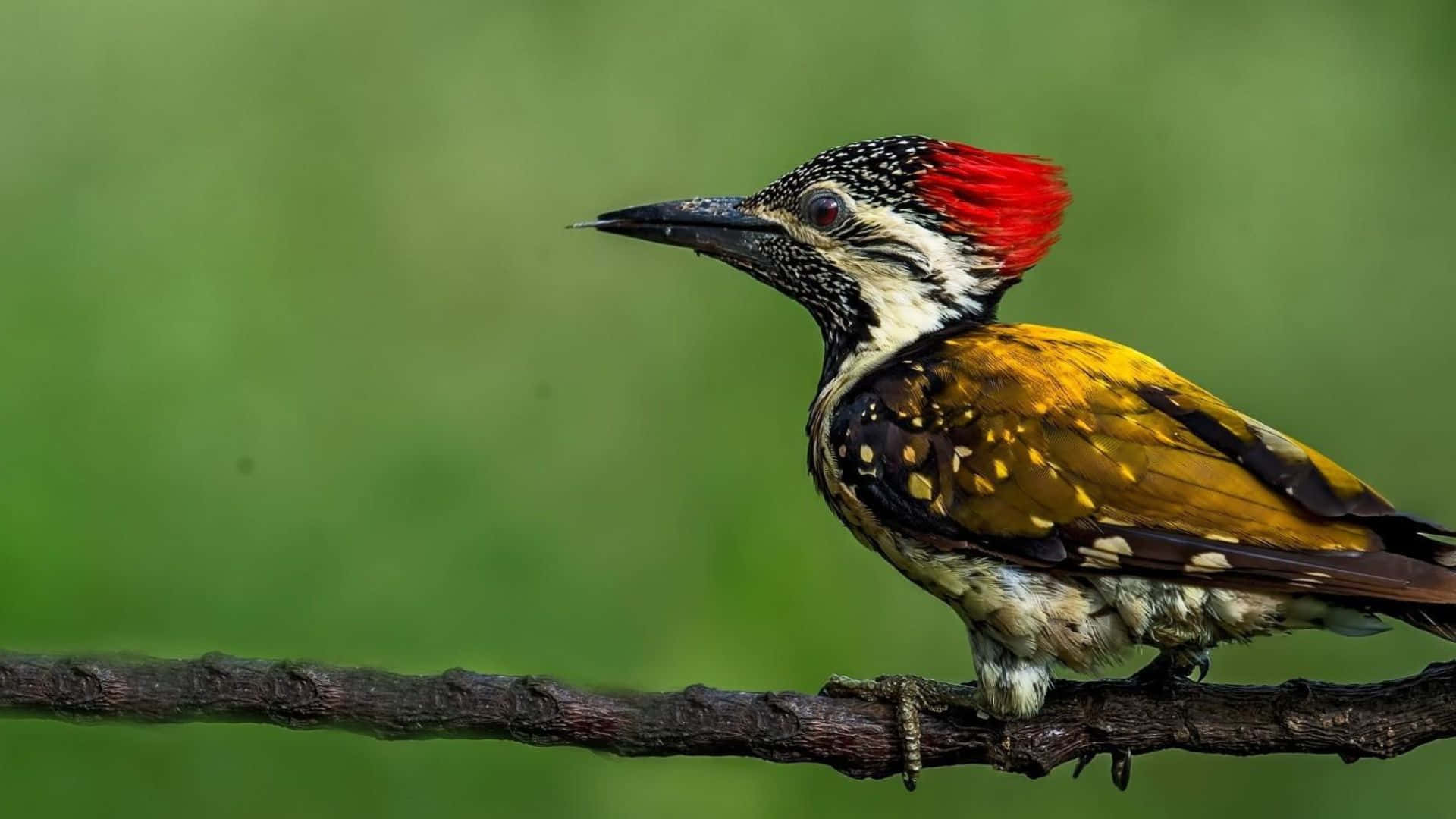 vibrant woodpecker, red crest, golden wings, Full HD Desktop Wallpaper