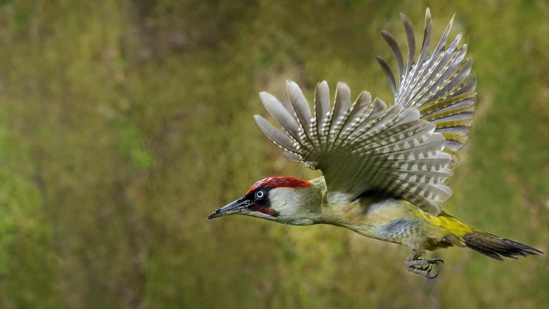green woodpecker, tree trunk, blurred green foliage, Full HD Desktop Wallpaper