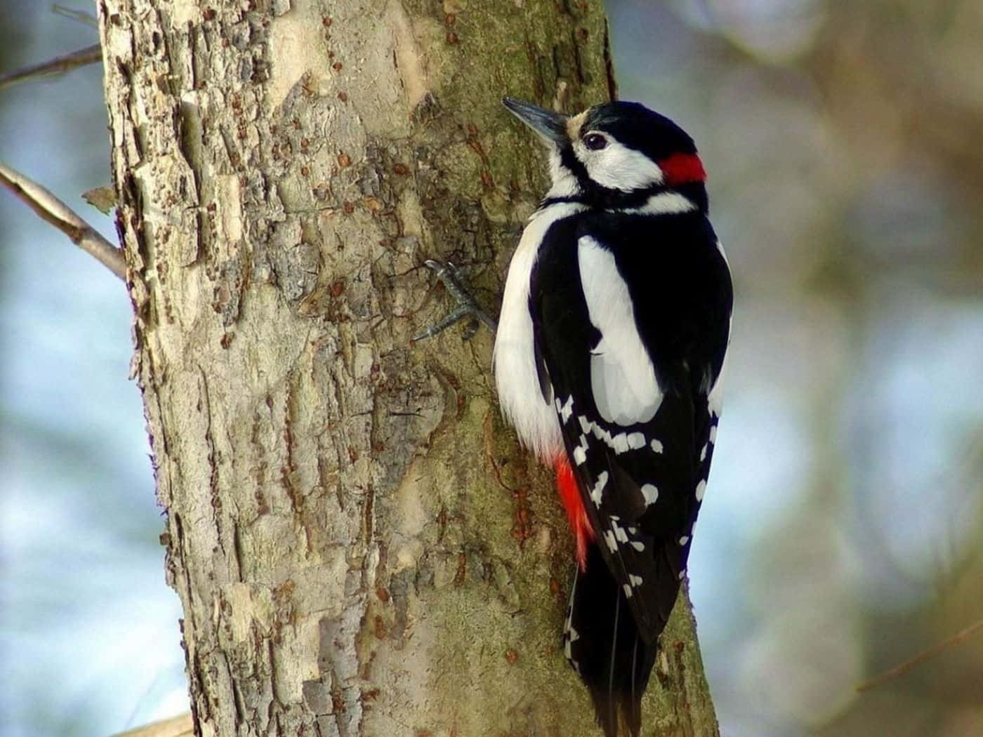 woodpecker, black white and red plumage, textured tree trunk, HD Desktop Wallpaper